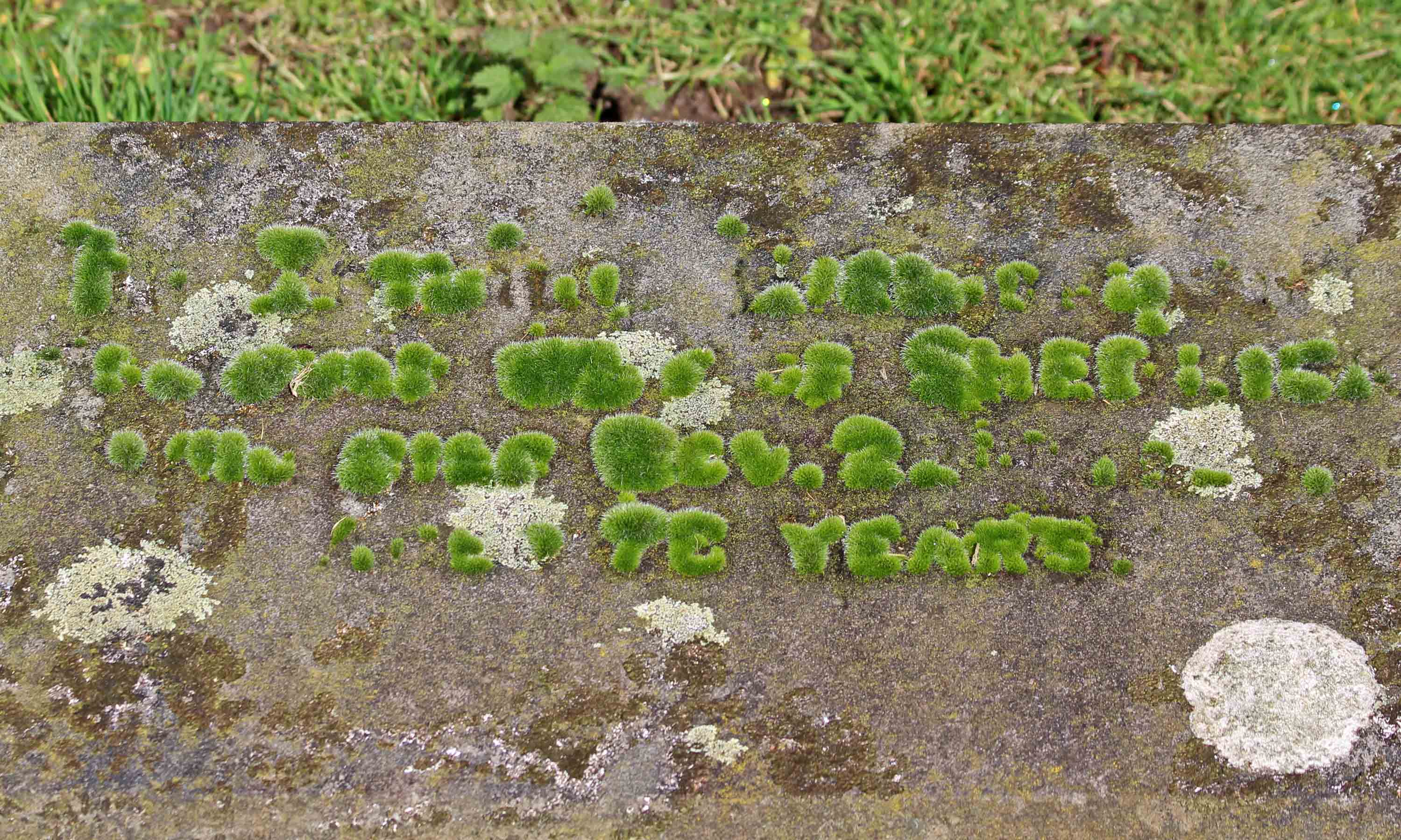 210227 mossy gravestone (2)