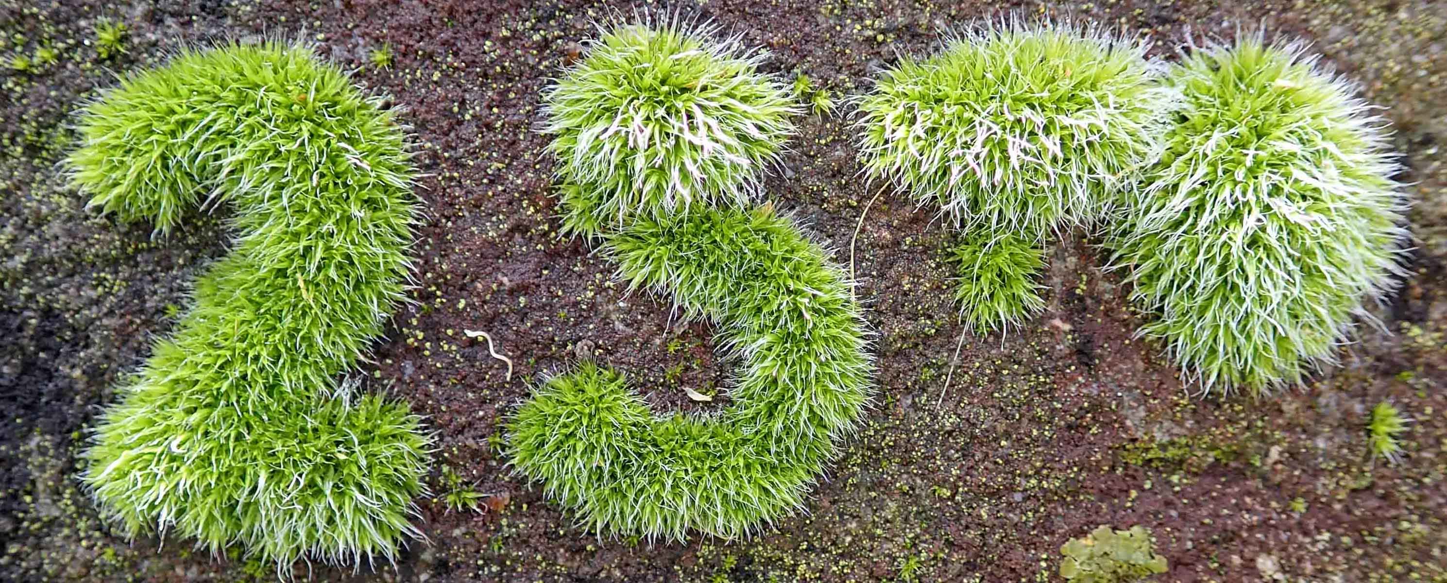 210227 mossy gravestone (3)