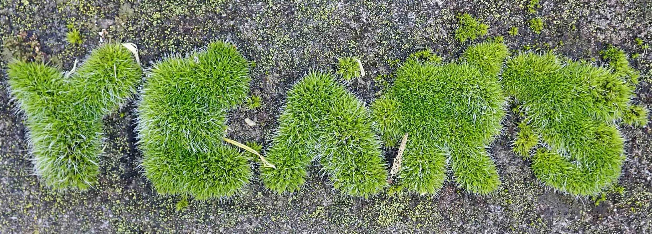 210227 mossy gravestone (4)