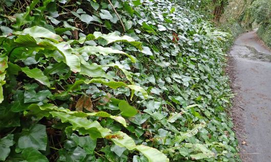 210301 Chromatomyia scolopendri (1)