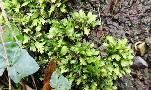 210303 Fissidens taxifolius (1)