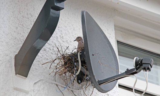 210304 nest building