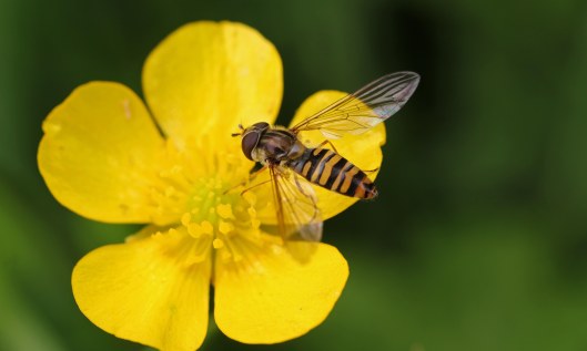210306 Episyrphus balteatus