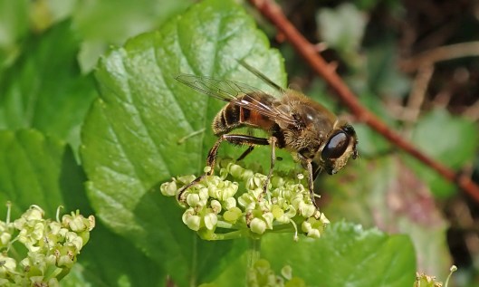 210306 eristalis tenax