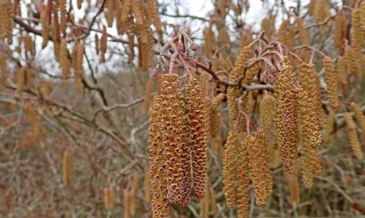 210307 alder flowers (1)