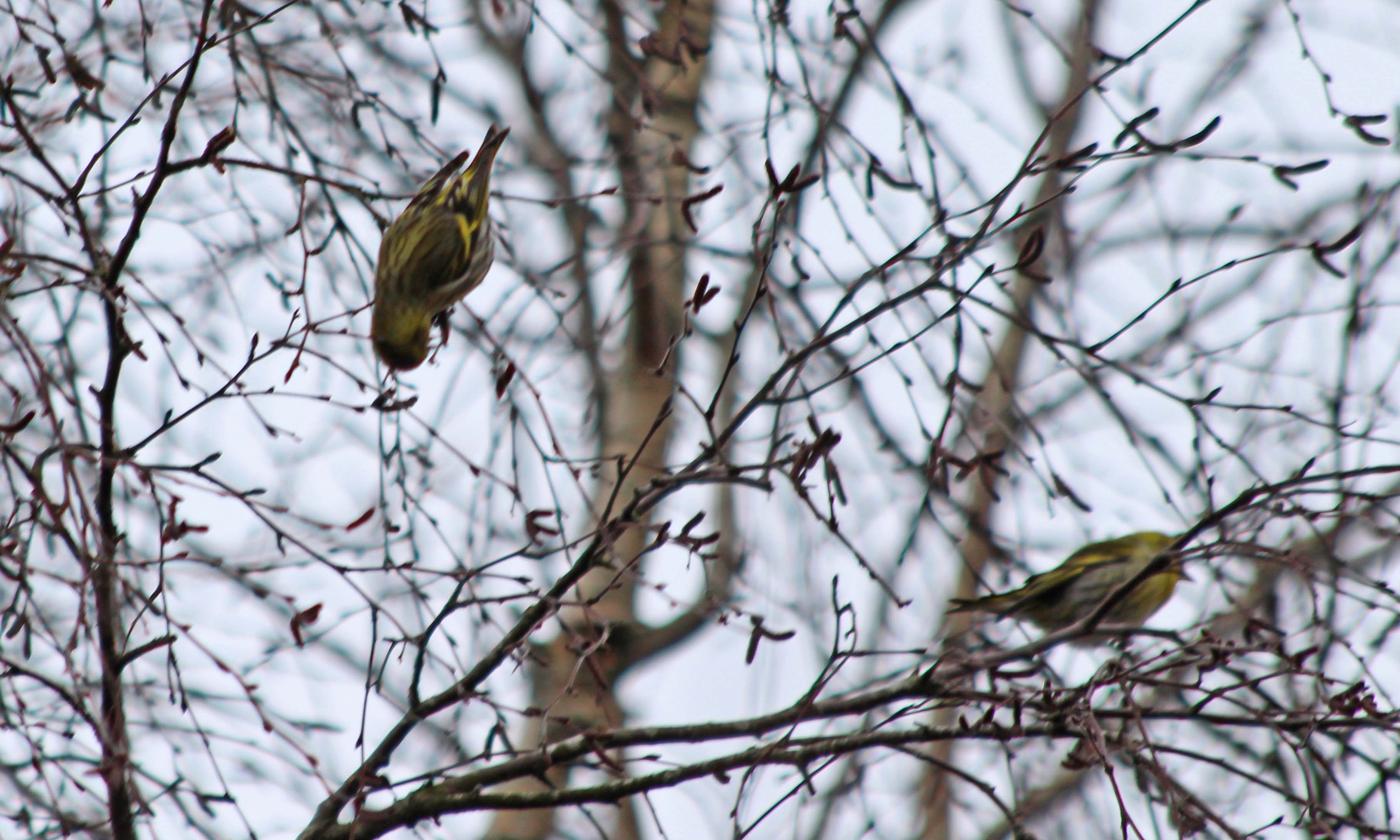 210308 siskin (1)