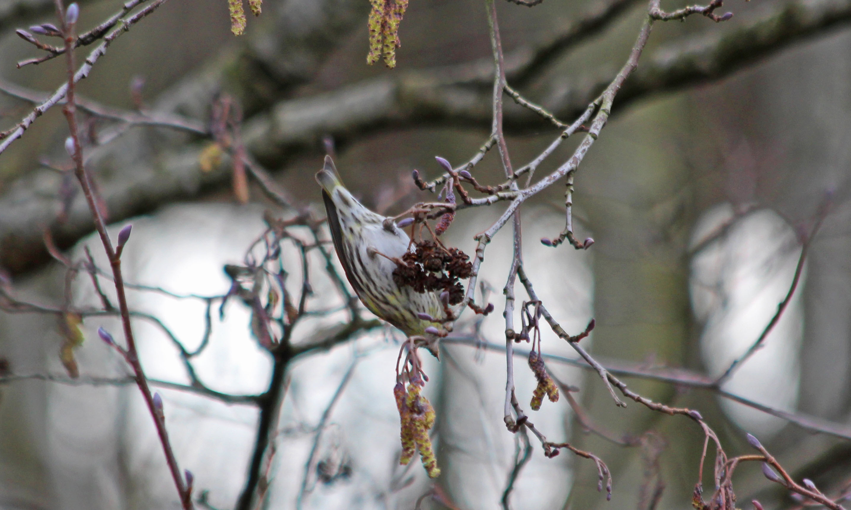 210308 siskin (2)