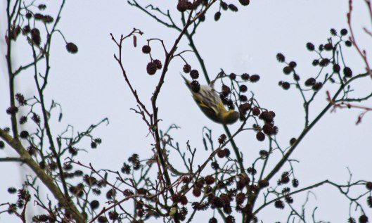 210308 siskin (3)