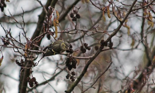 210308 siskin (4)