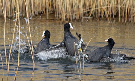 210309 fighting coots (1)