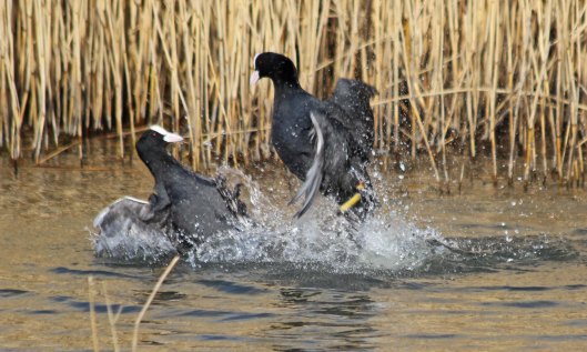 210309 fighting coots (3)