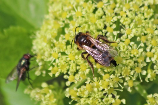 210310 bee parasite (1)