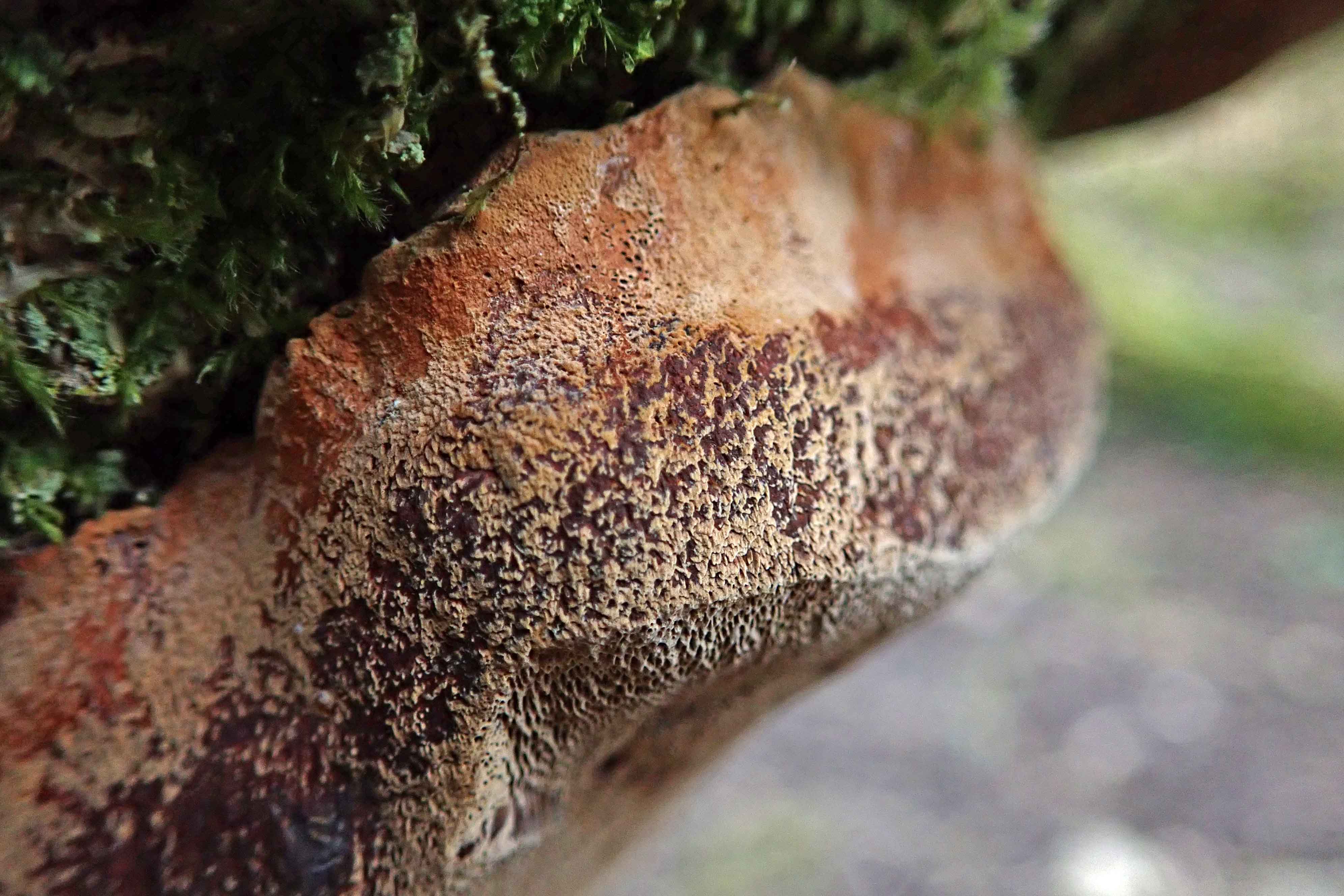 210312 Phellinus pomaceus (1)
