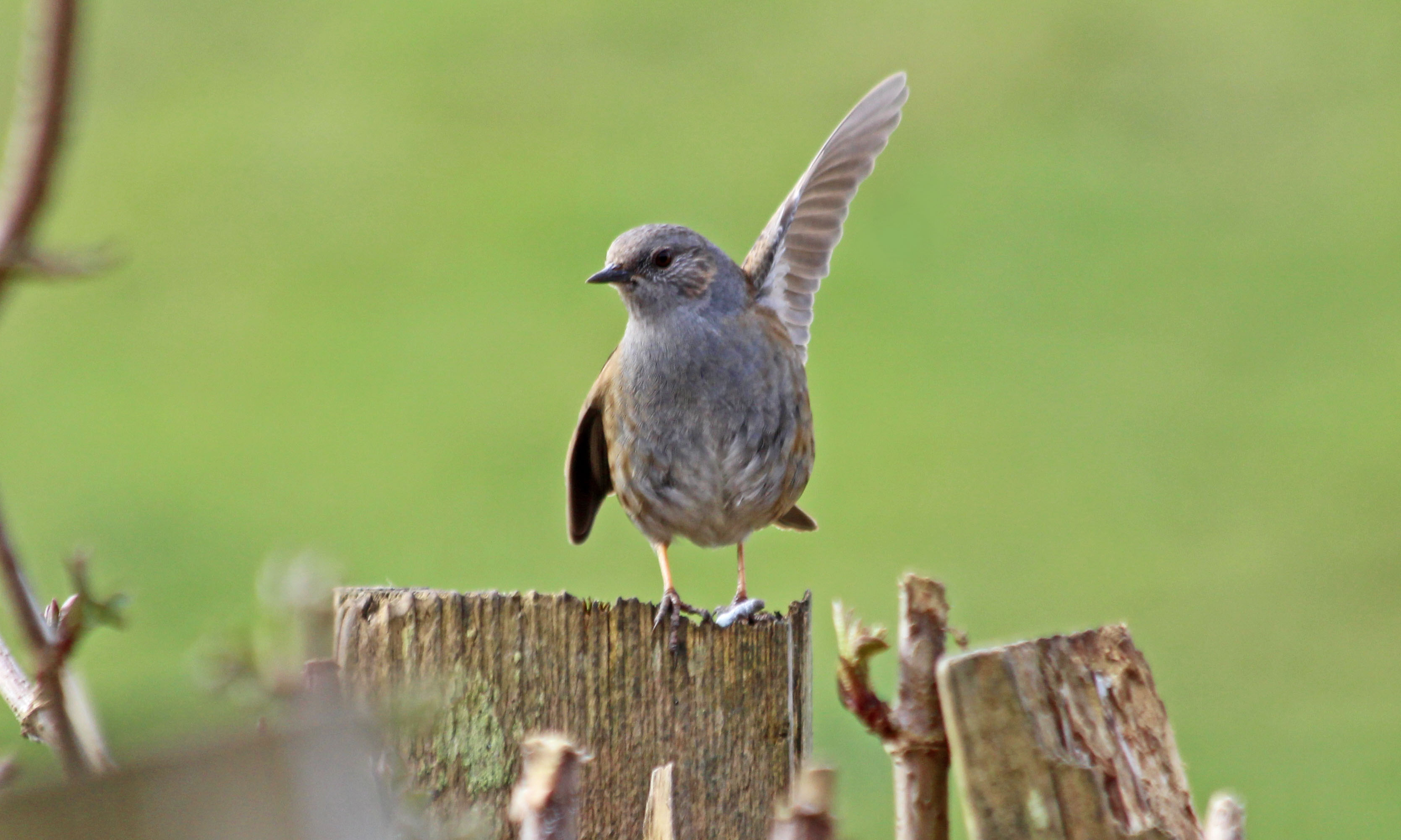 210313 dunnock