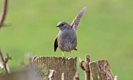 210313 dunnock