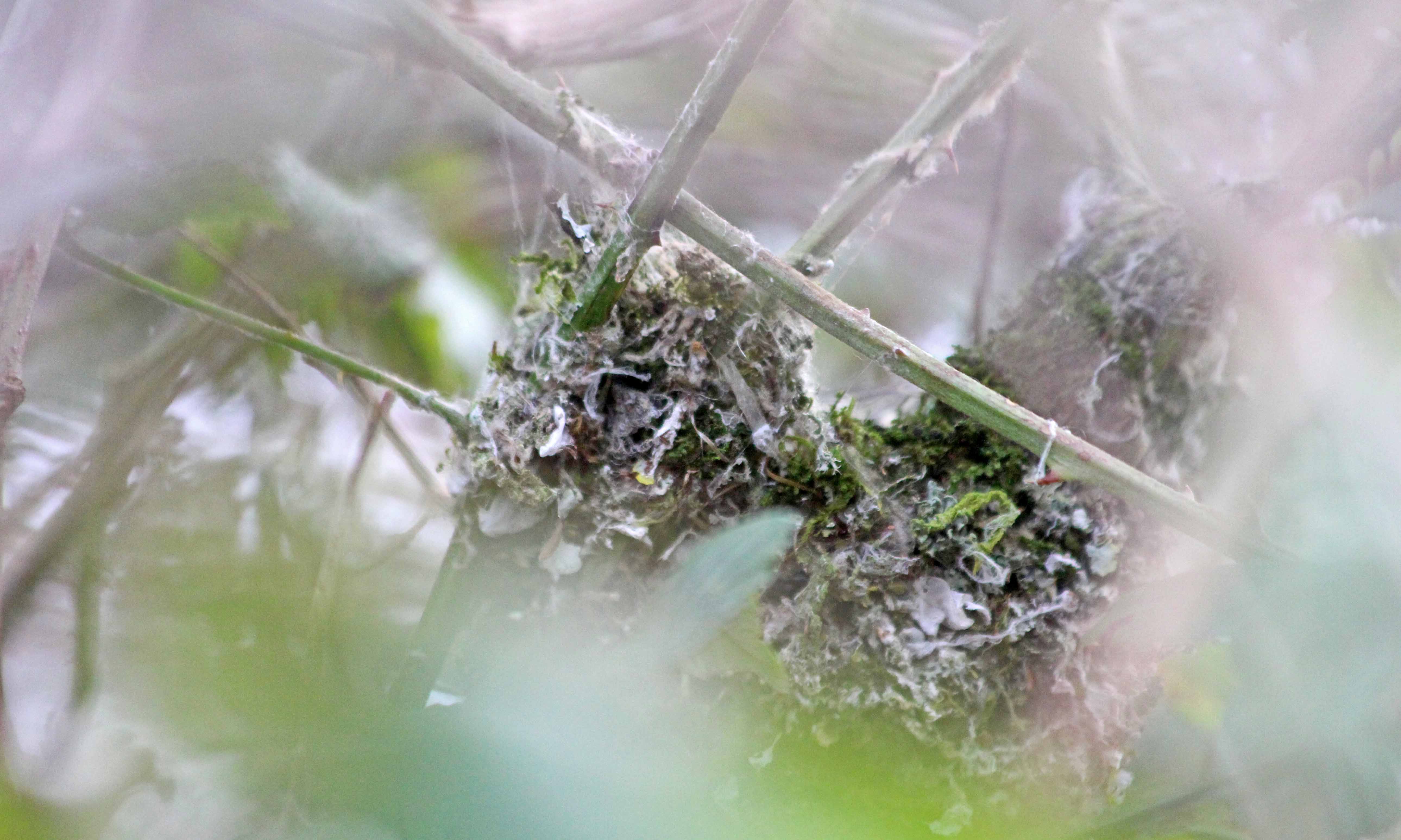 210314 long-tailed tit nest (1)