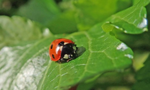 210318 ladybird (2)