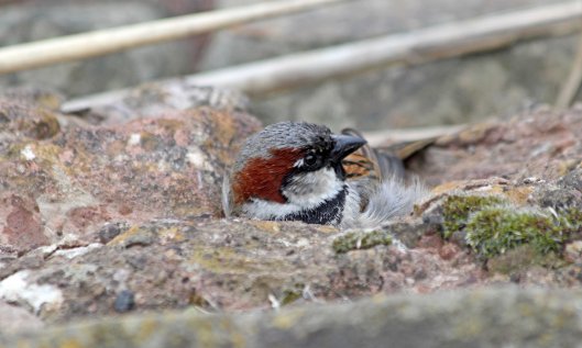 210320 house sparrow (3)