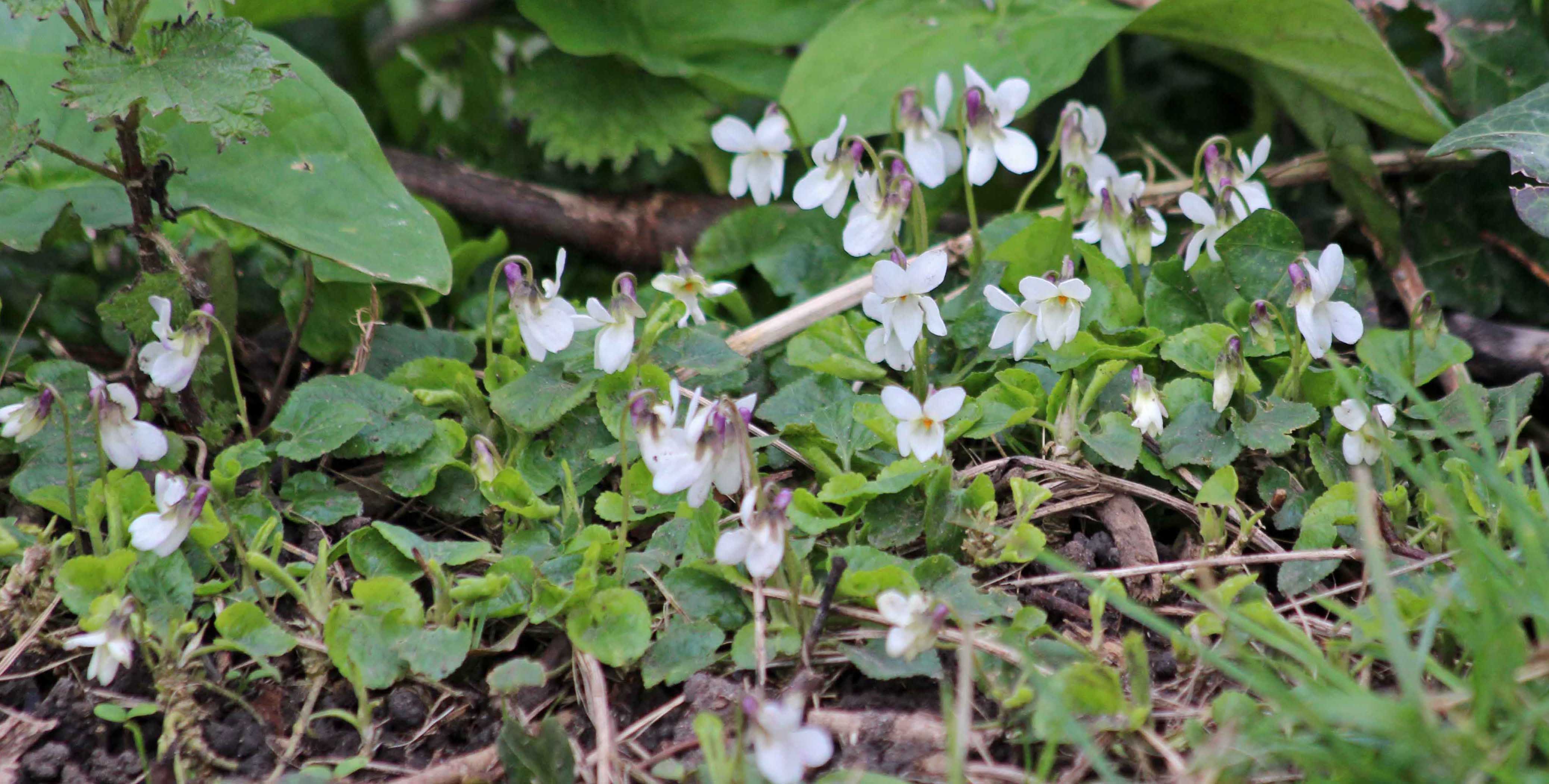 210321 Viola odorata var dumetorum (1)