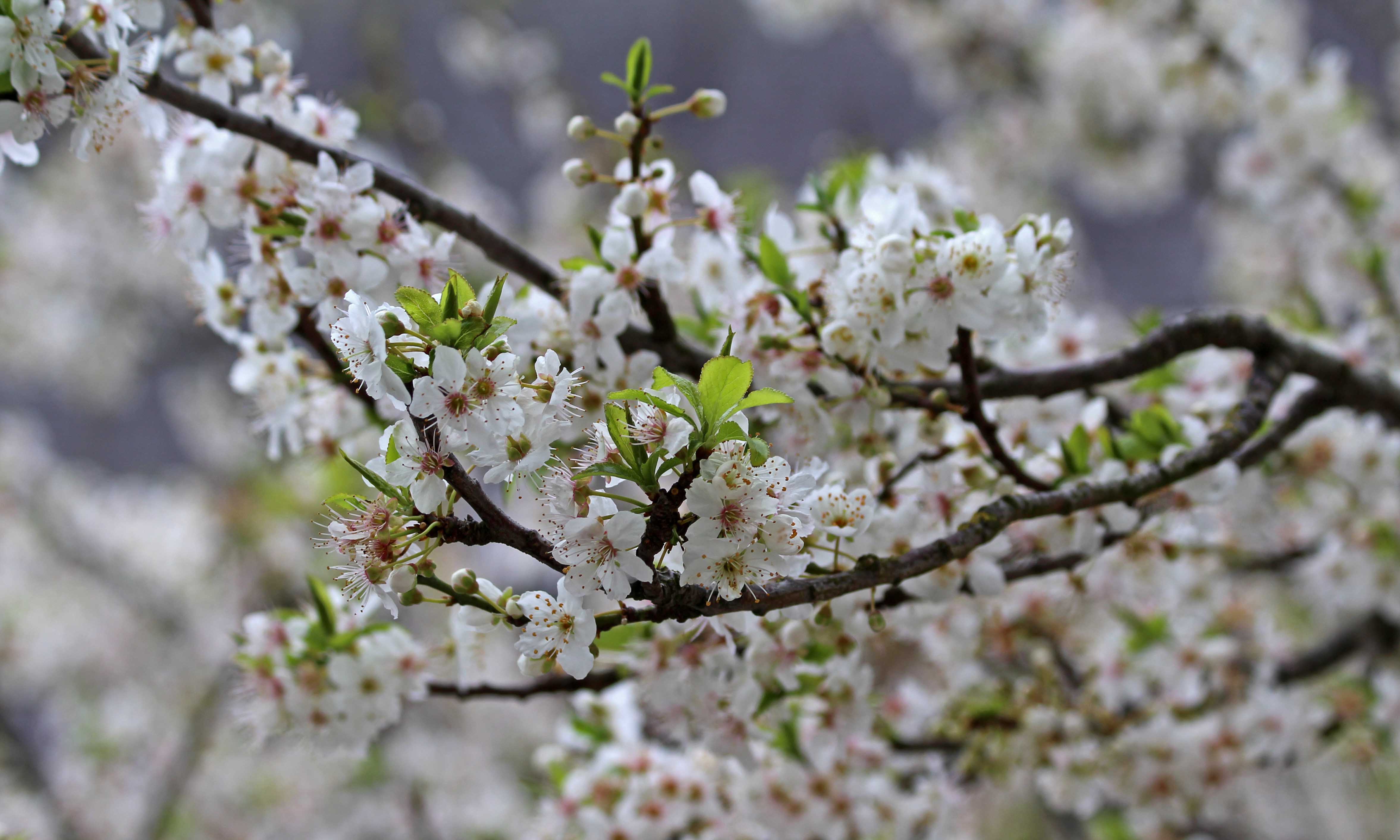 210322 blossom and bumbles (1)