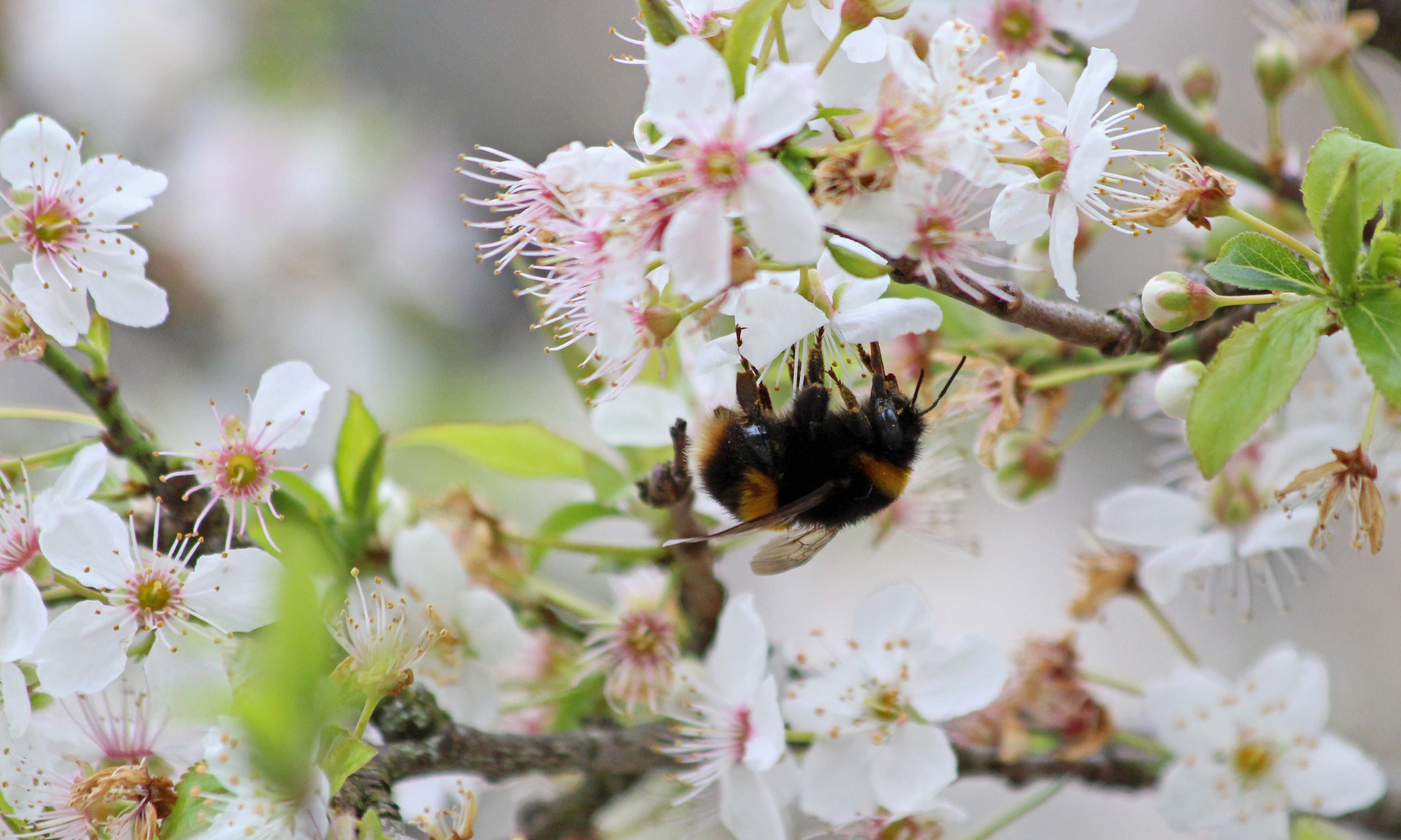 210322 blossom and bumbles (2)