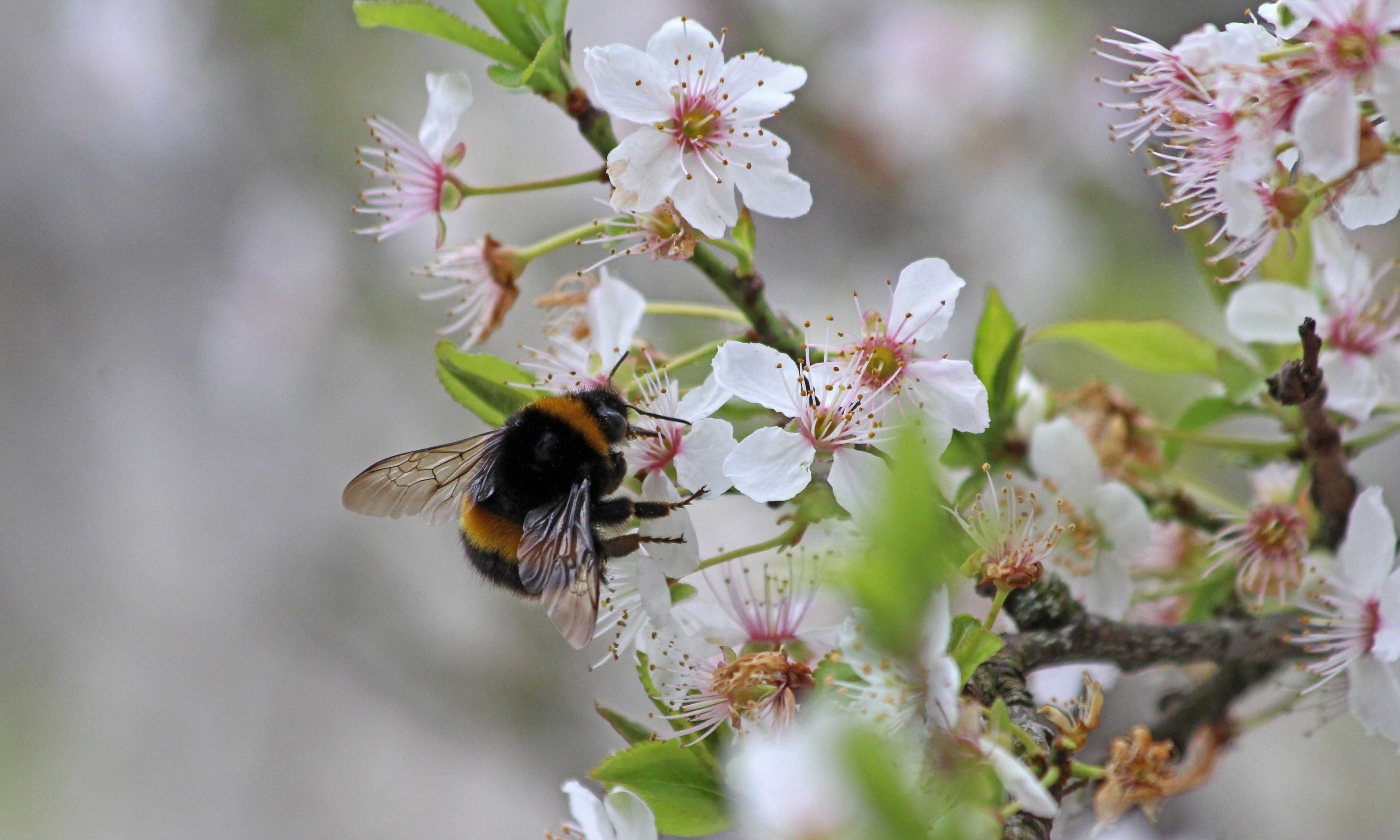 210322 blossom and bumbles (3)