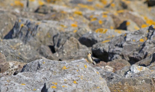 210324 wheatear (1)