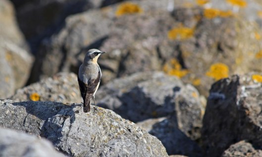 210324 wheatear (3)