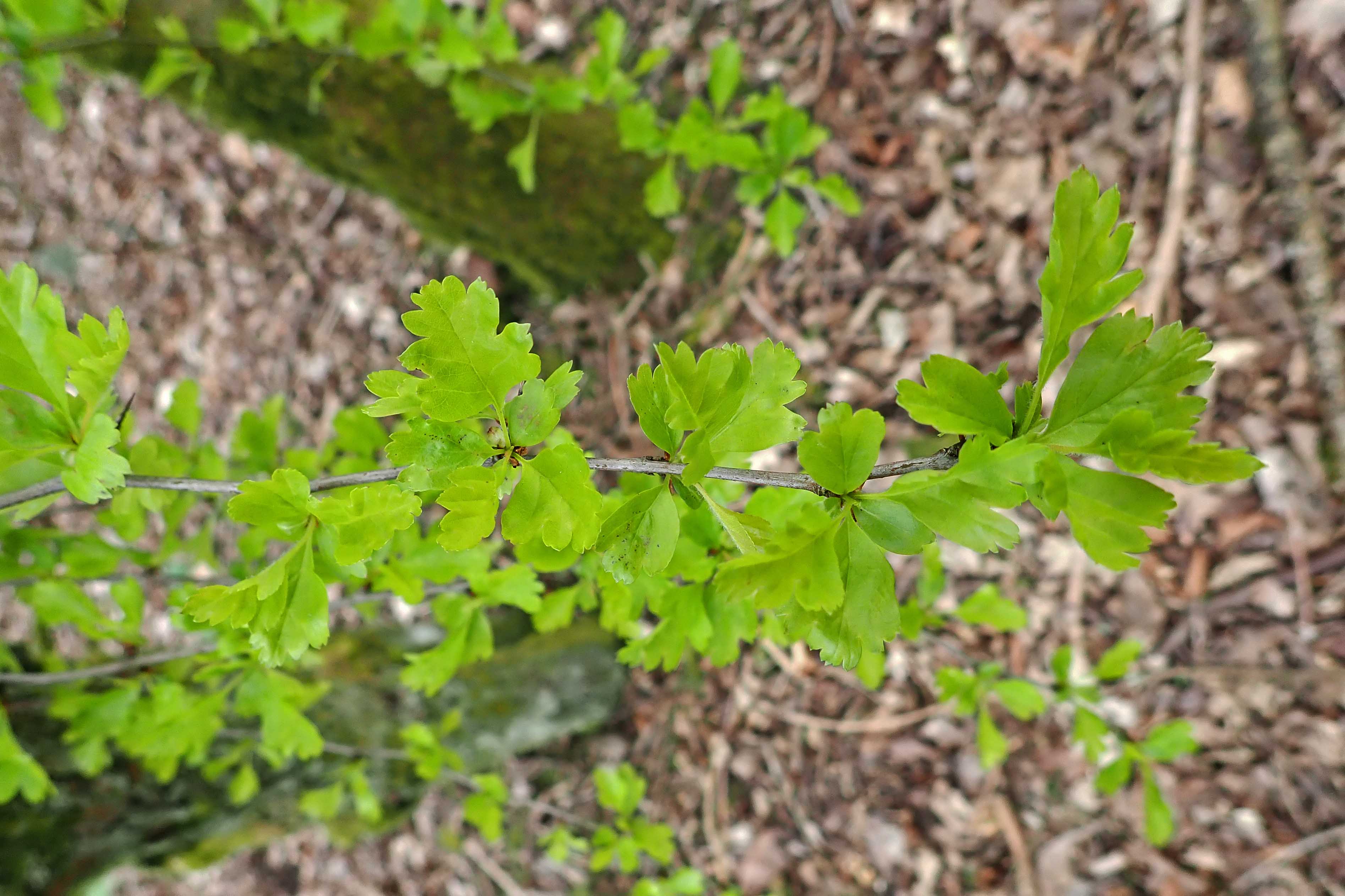 210328 hawthorn budburst (7)