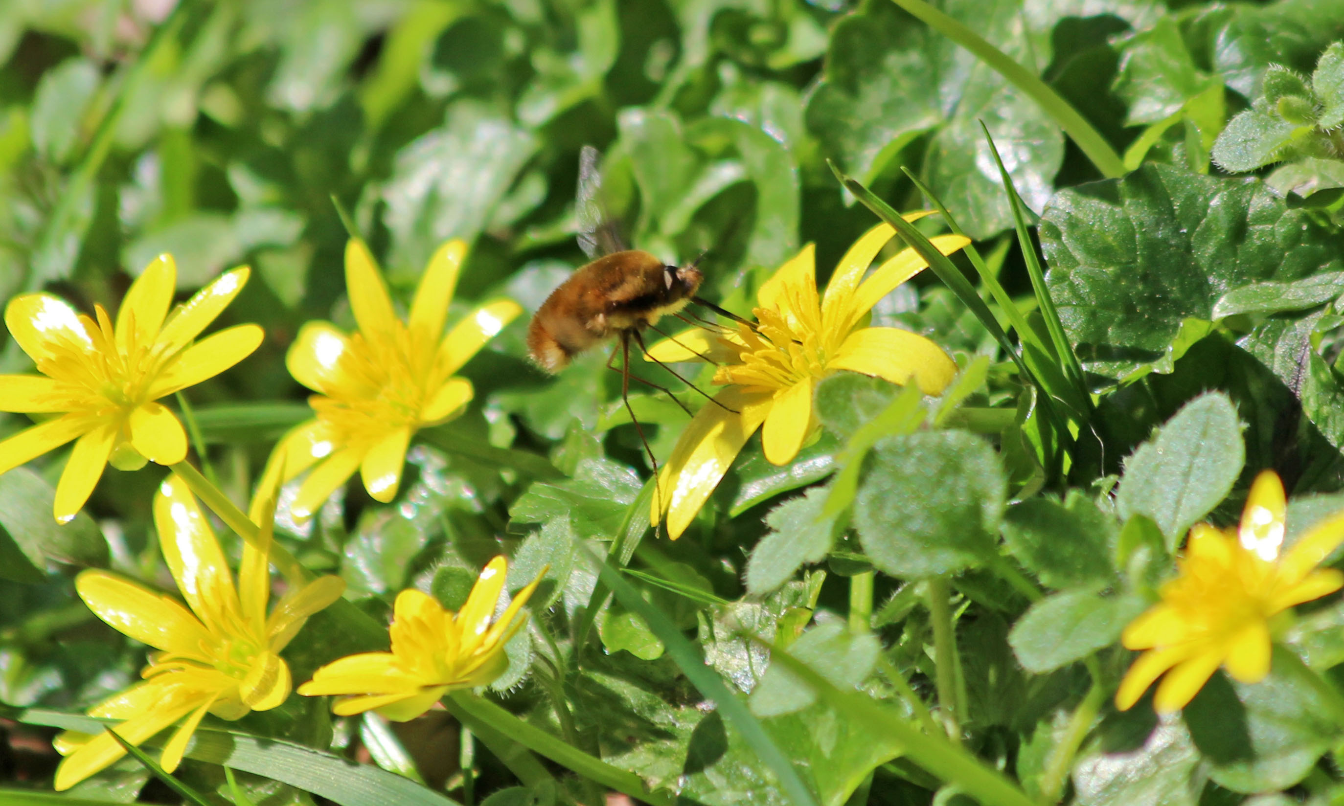 210330 dark-edged bee-fly (1)