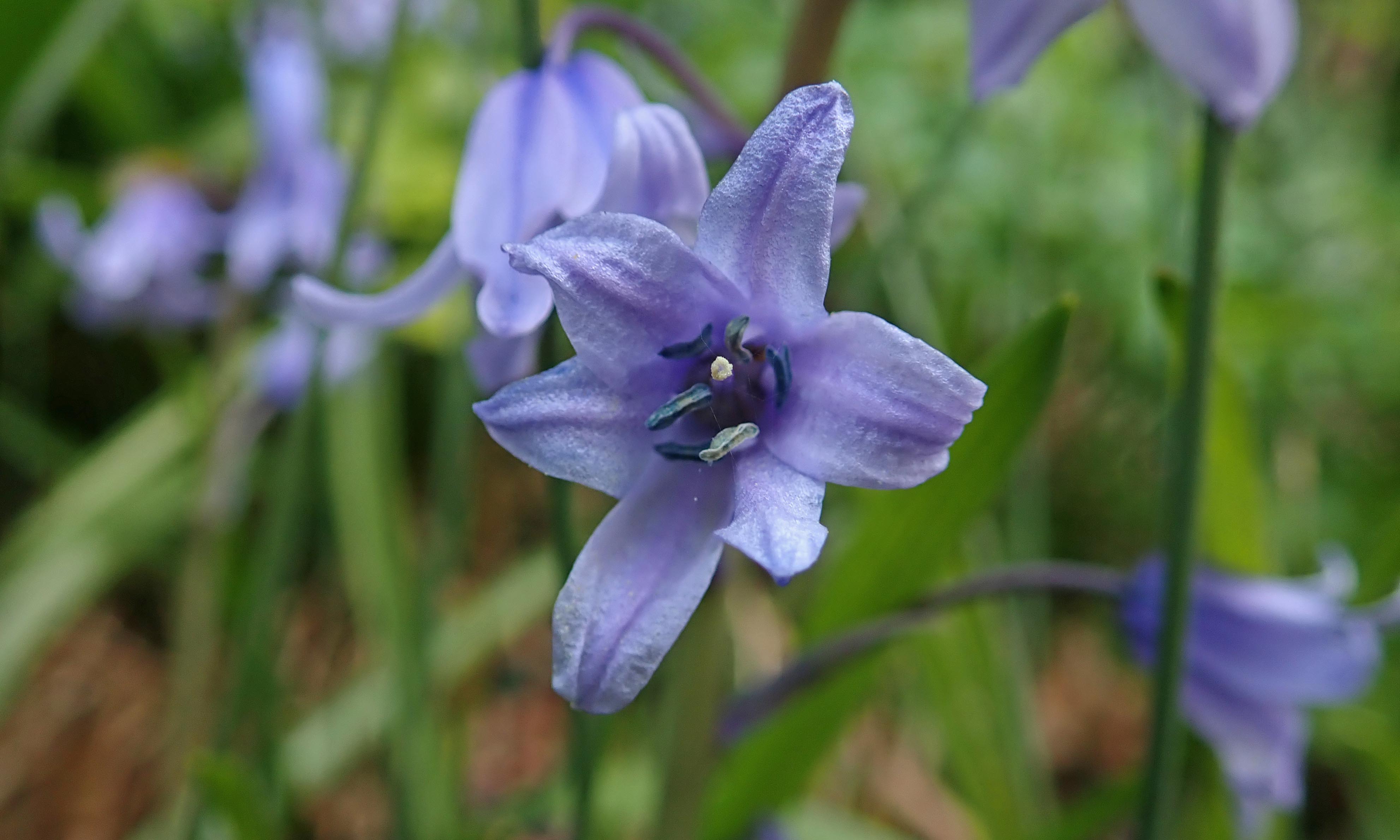 210404 bluebells