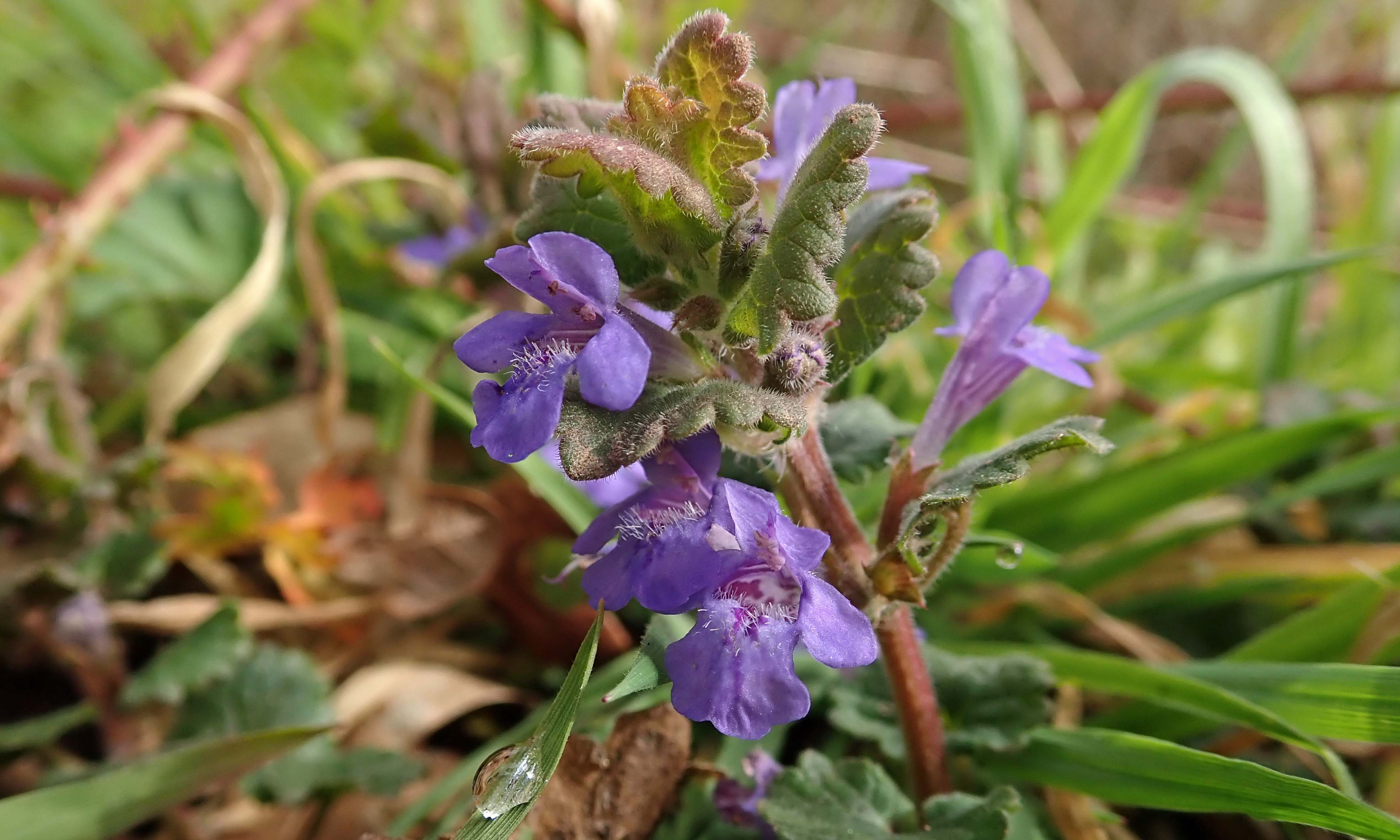 210404 ground ivy
