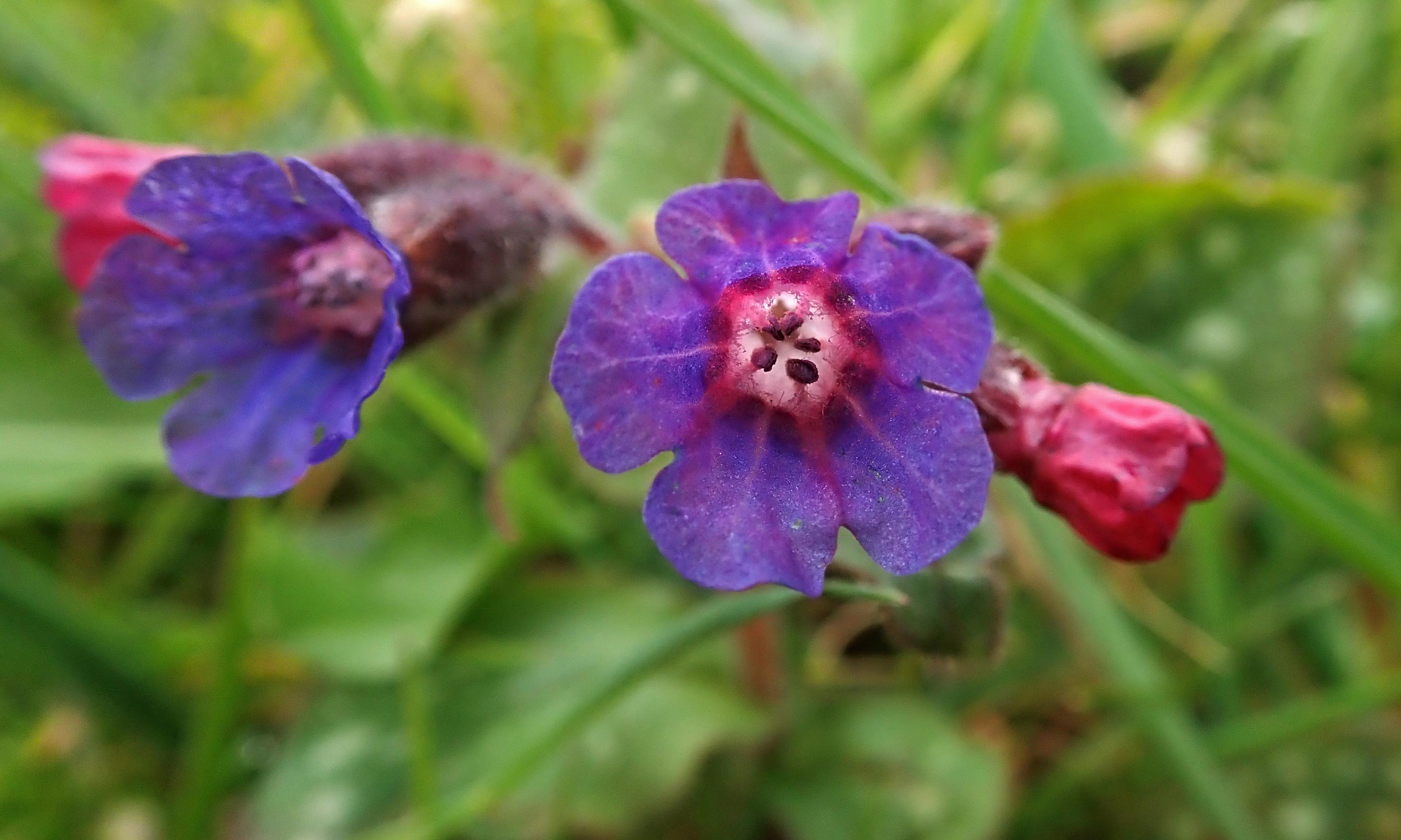 210404 lungwort