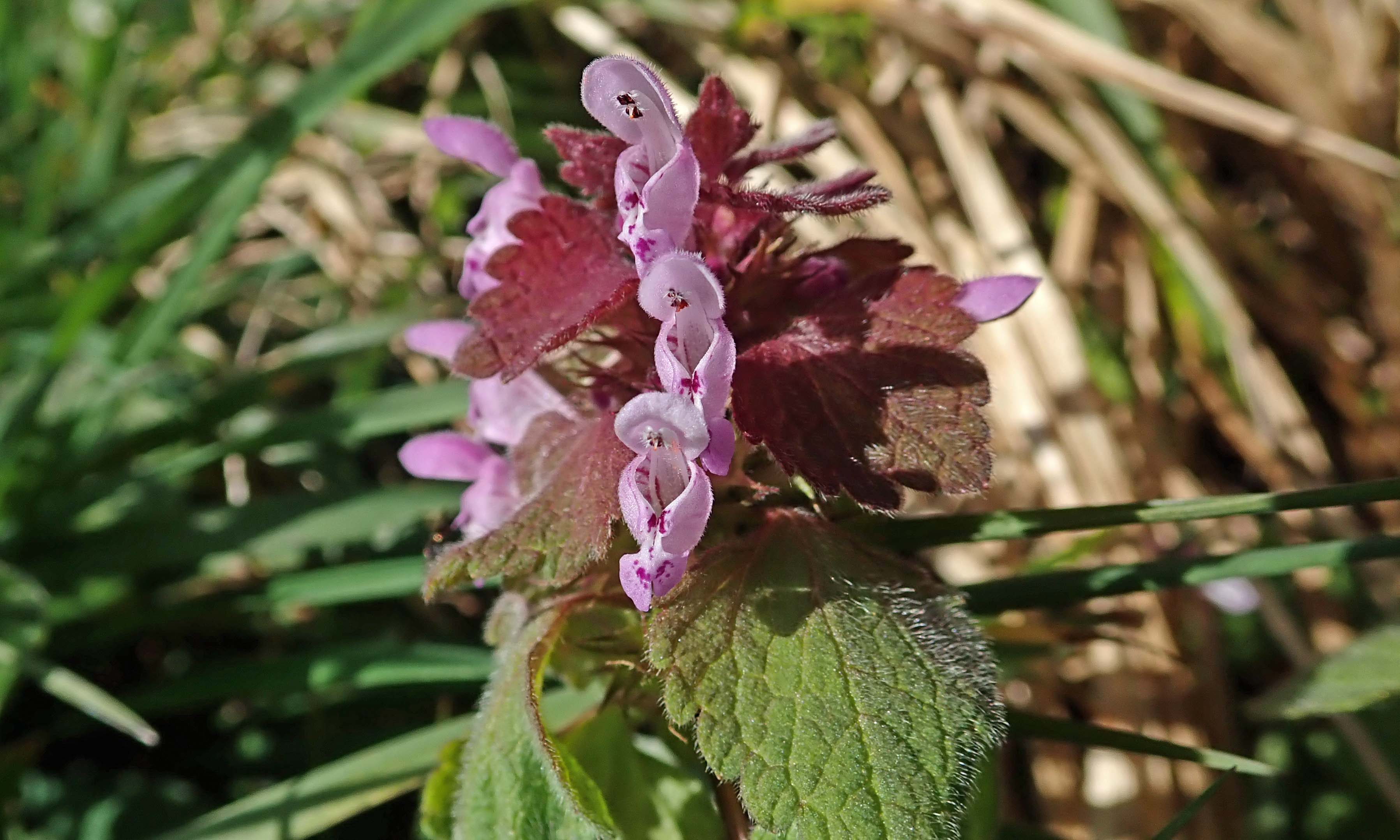 210404 red dead-nettle