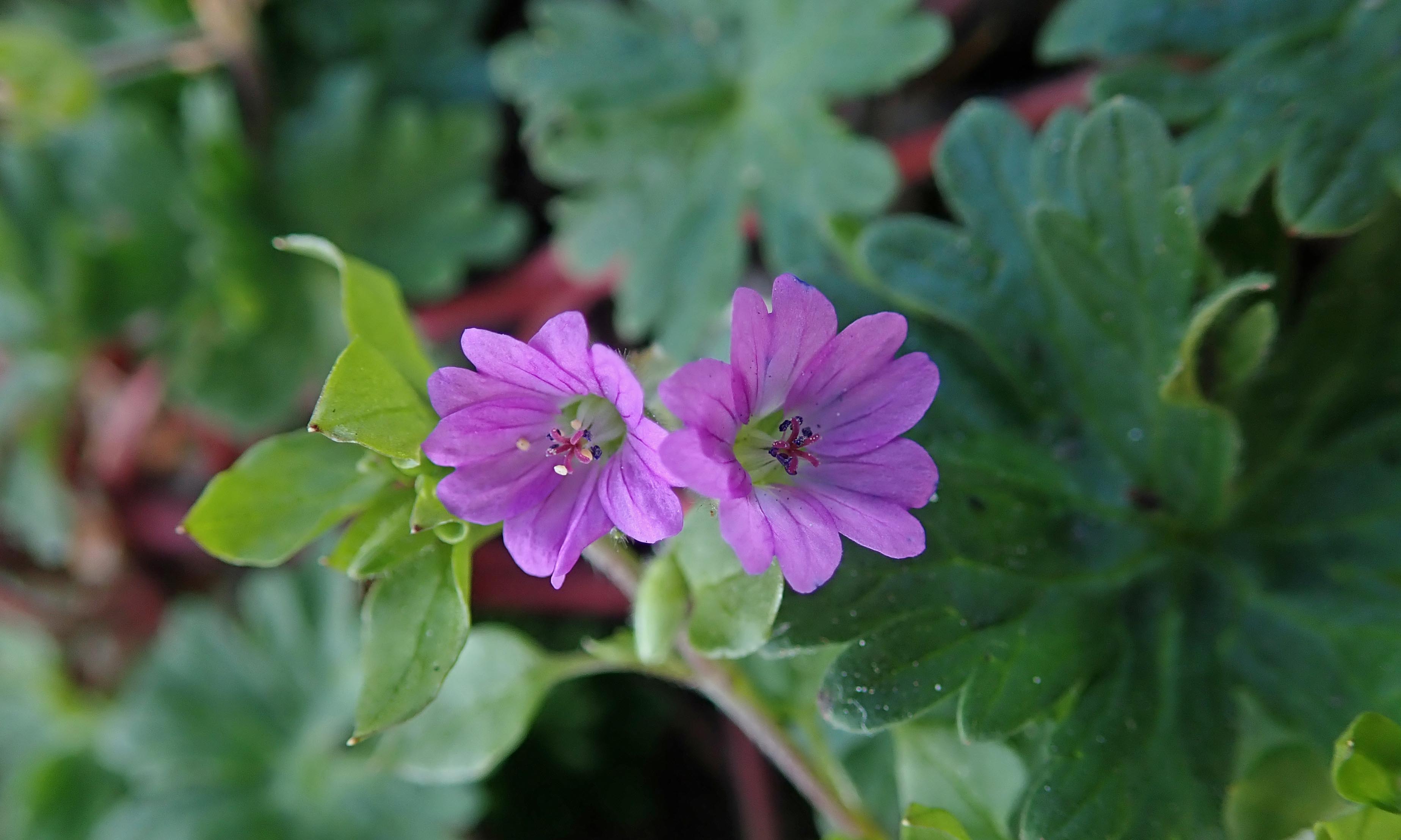 210404 Round-leaved crane's-bill