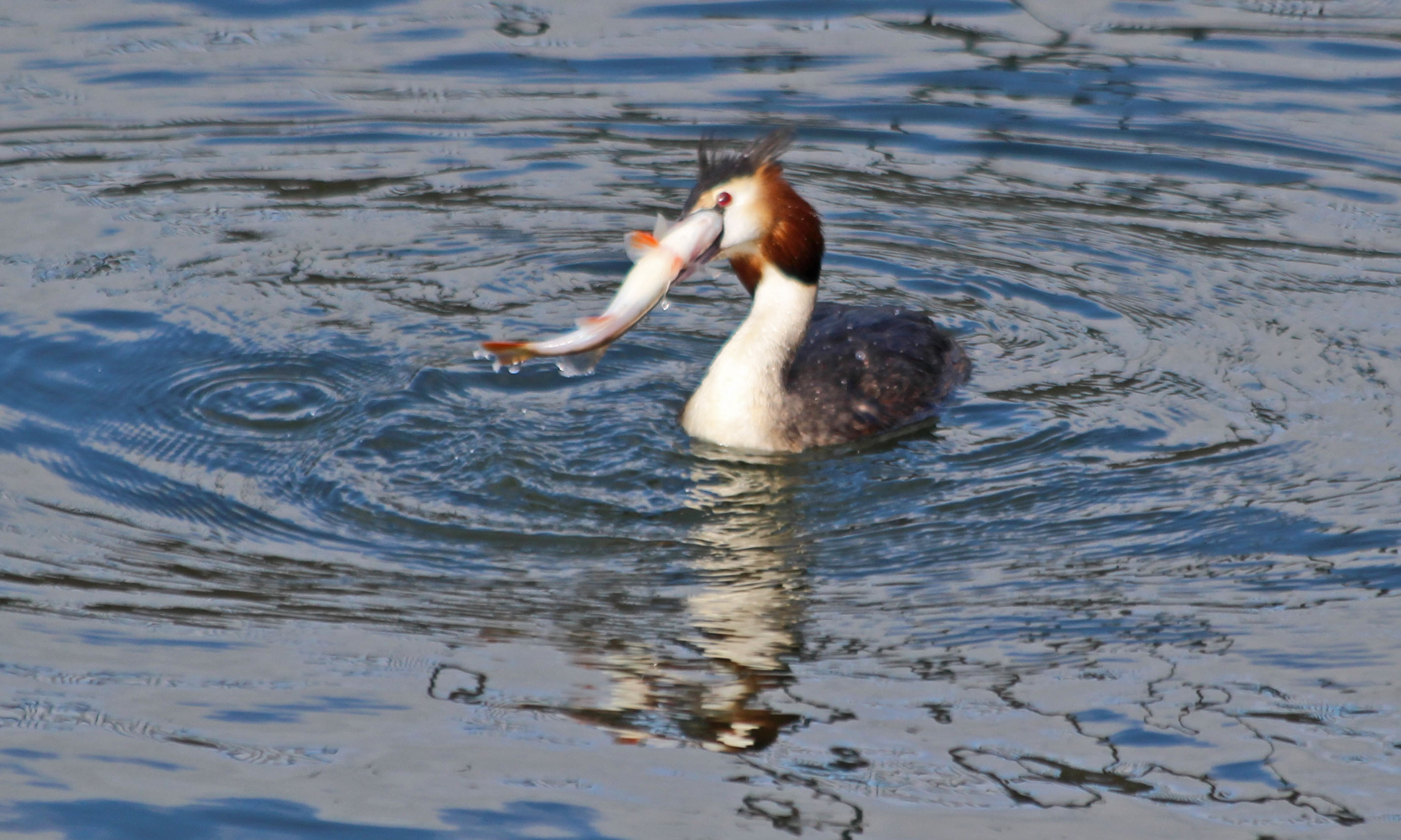 210405 grebe and perch (2)