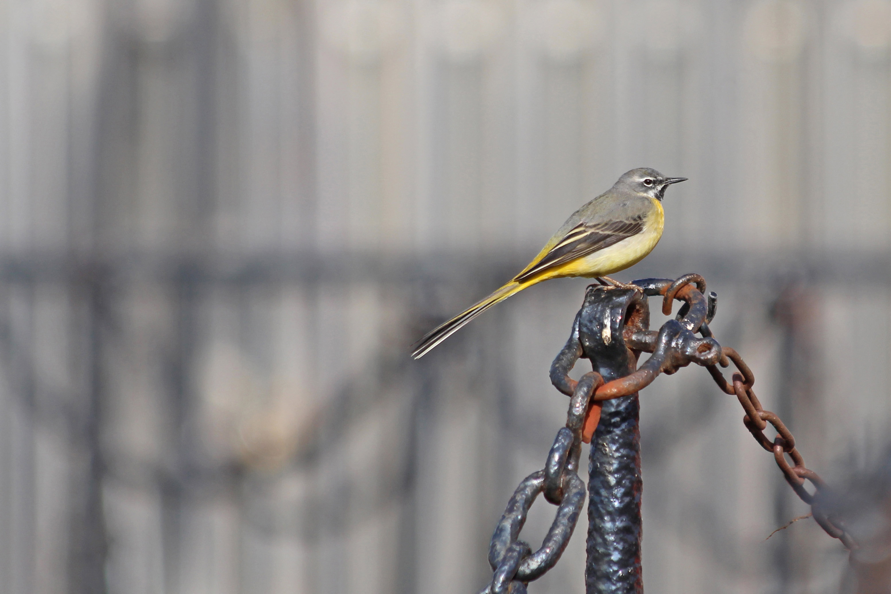 210407 grey wagtail