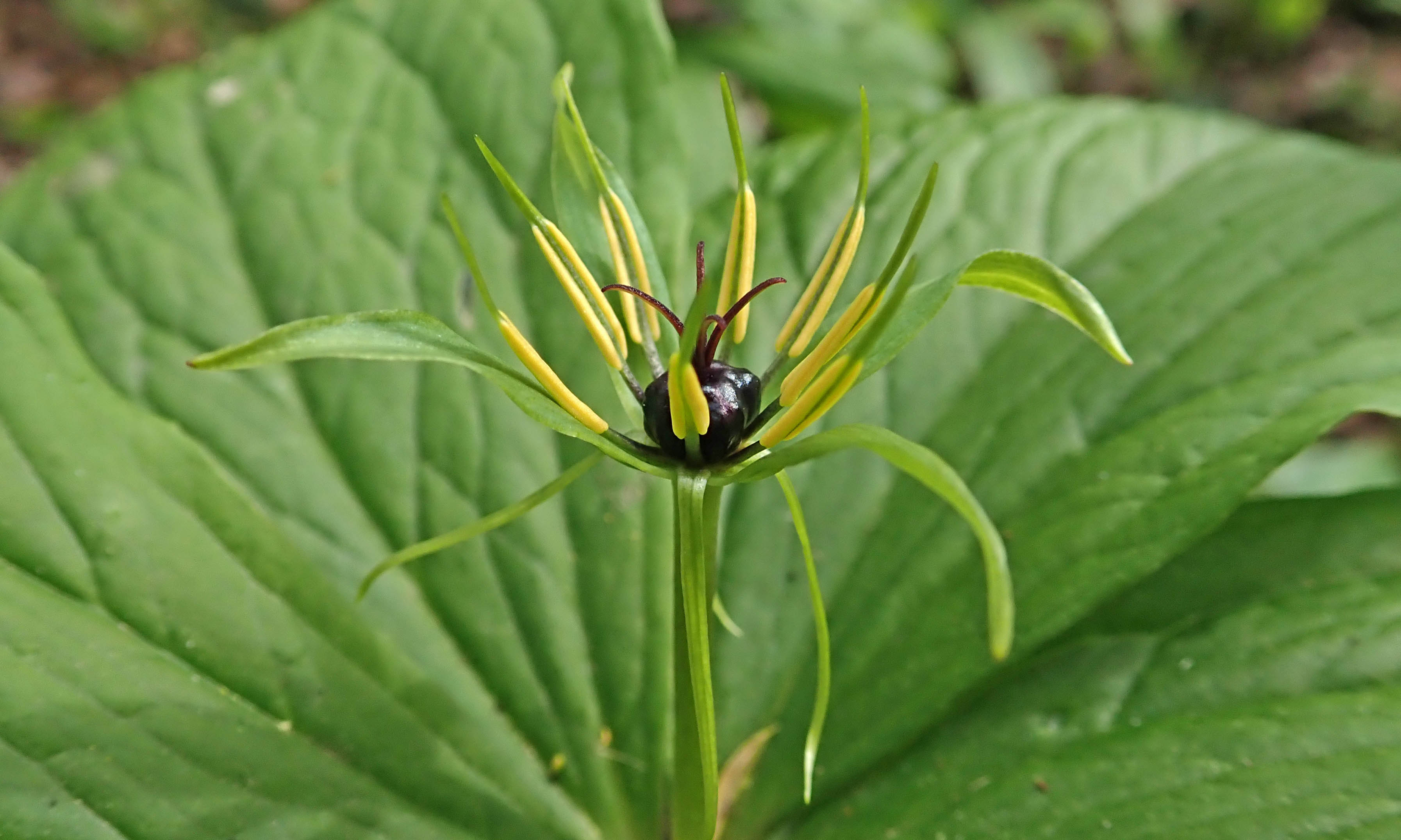 210409 herb-paris (1)
