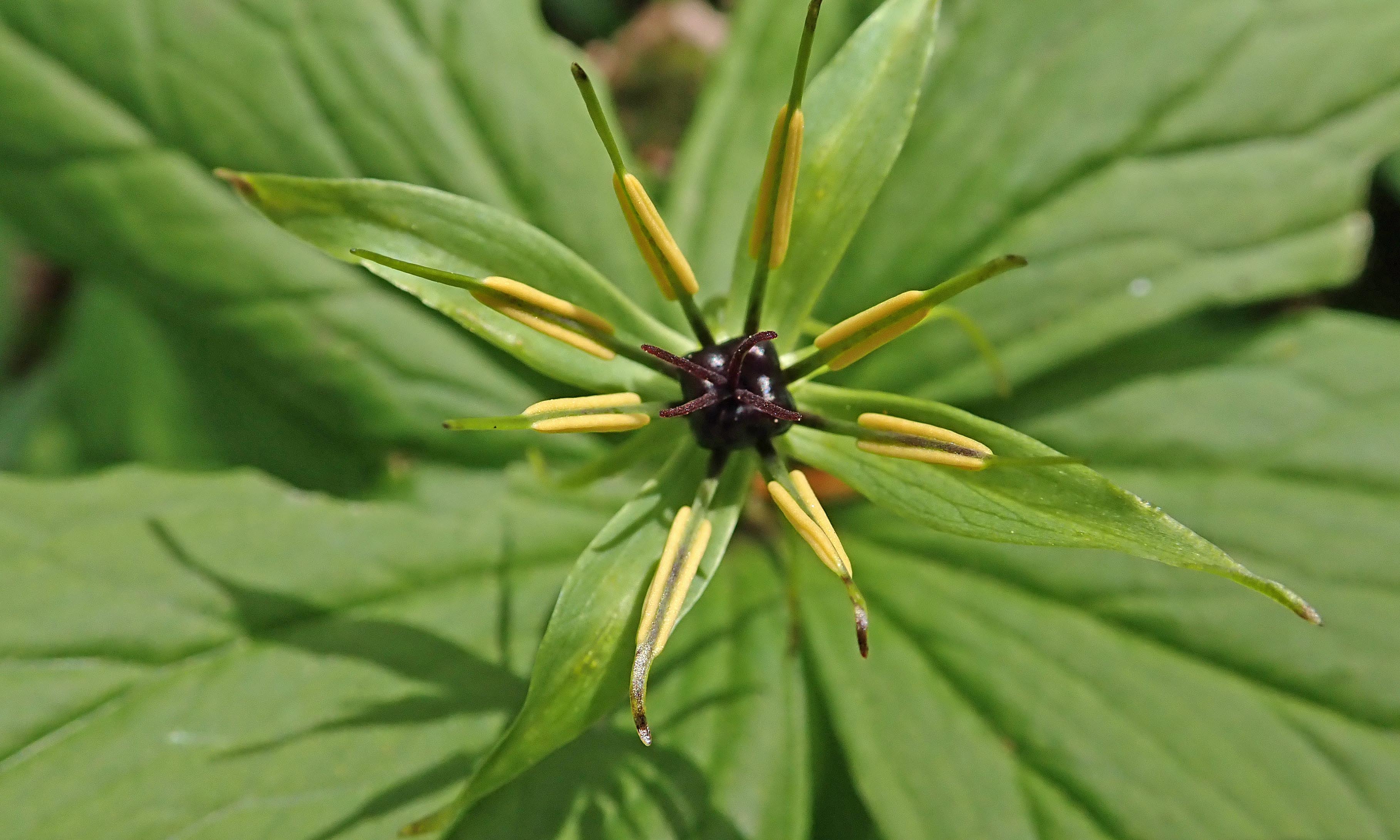 210409 herb-paris (2)