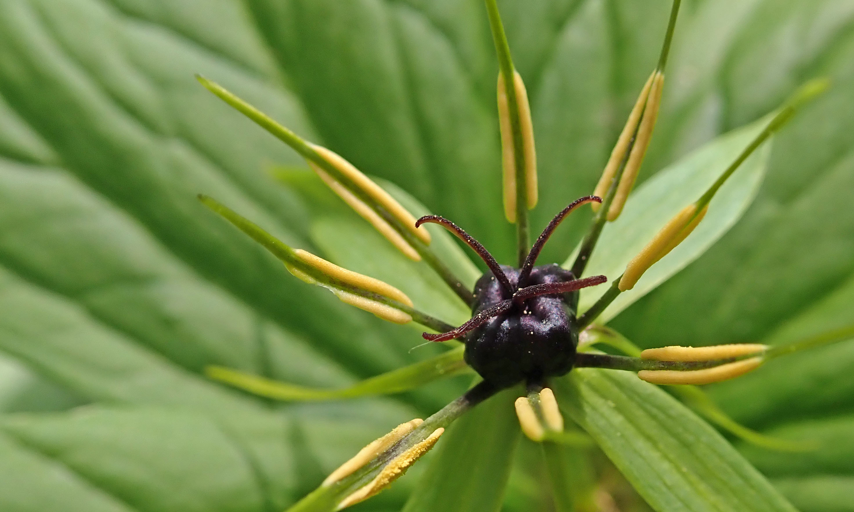 210409 herb-paris (3)