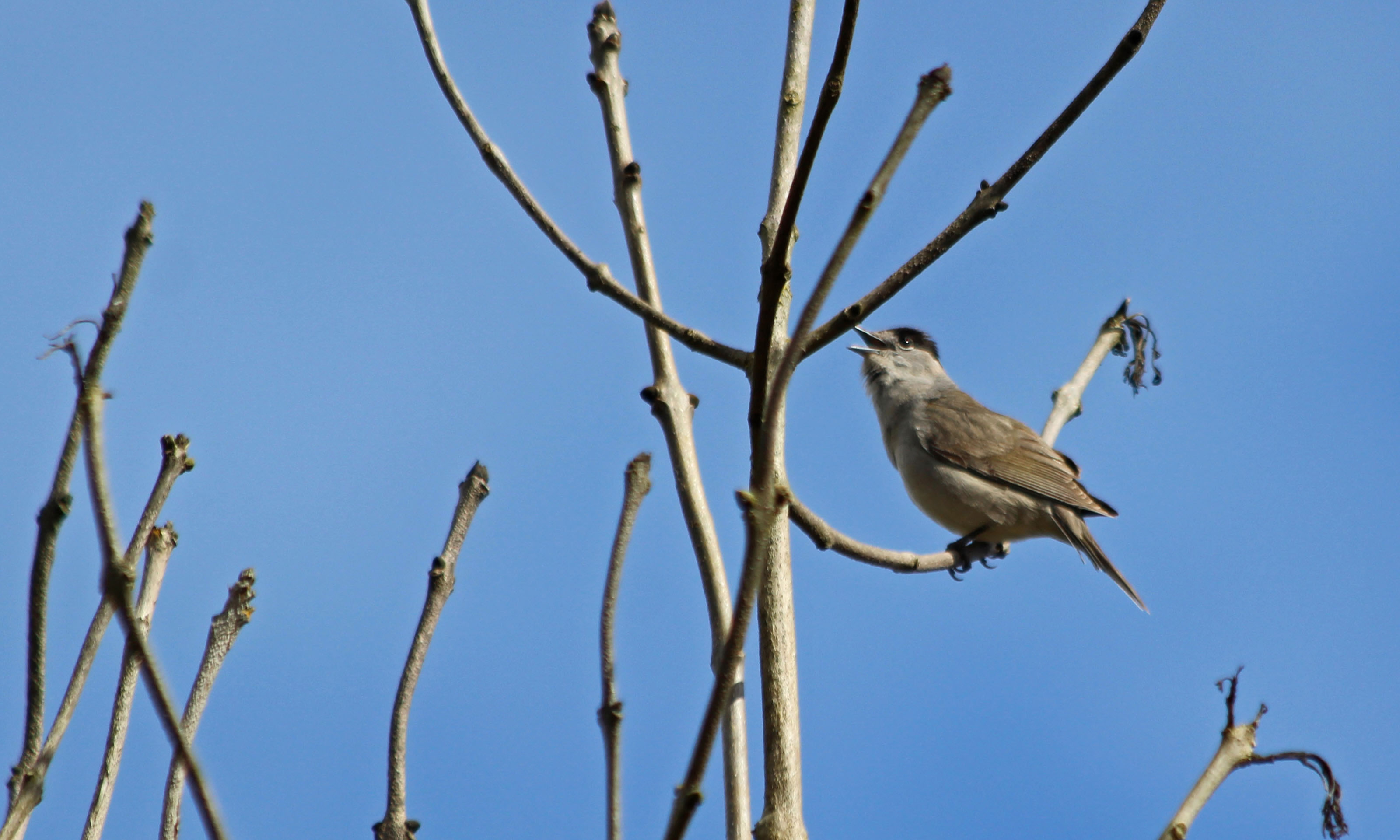 210412 blackcaps (1)