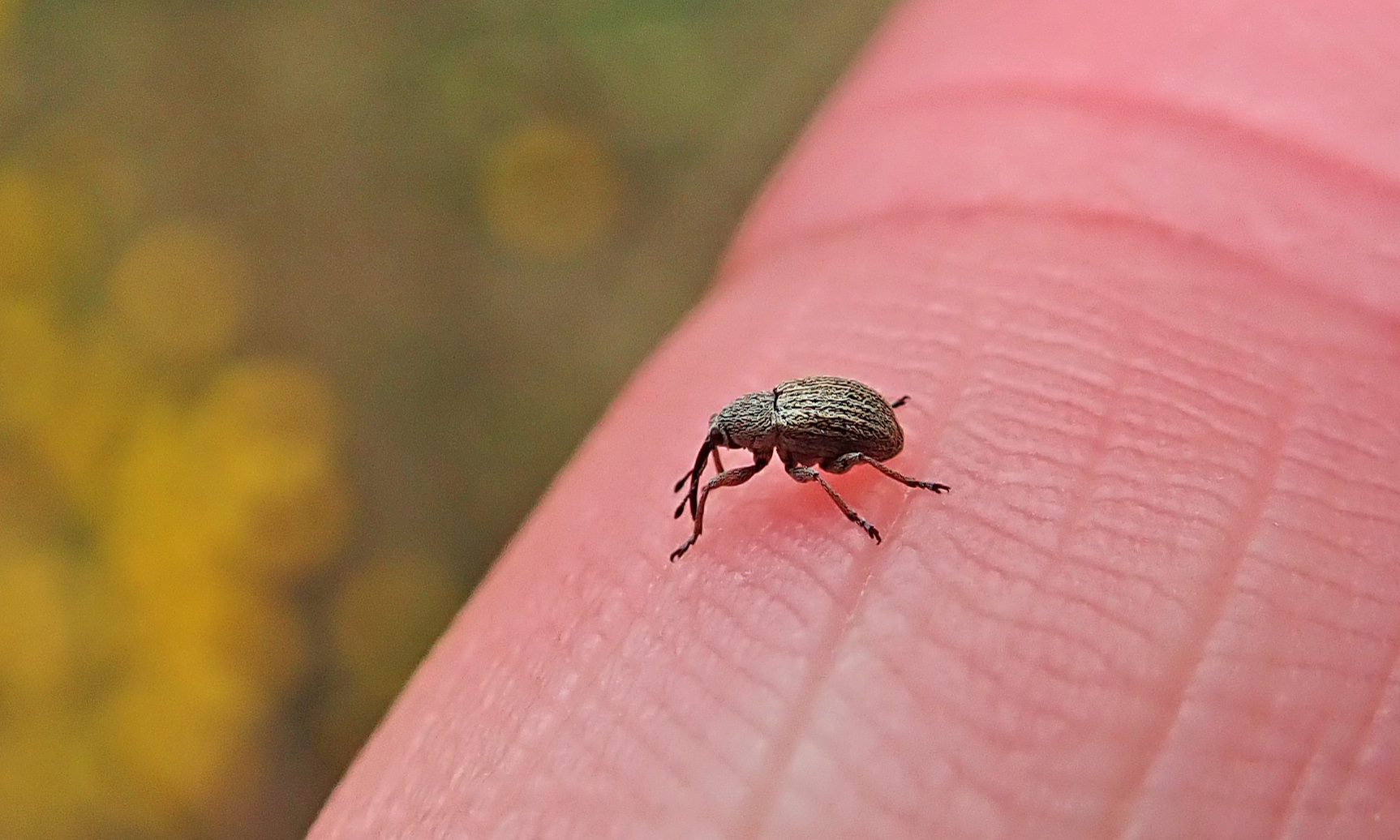 210413 gorse weevil