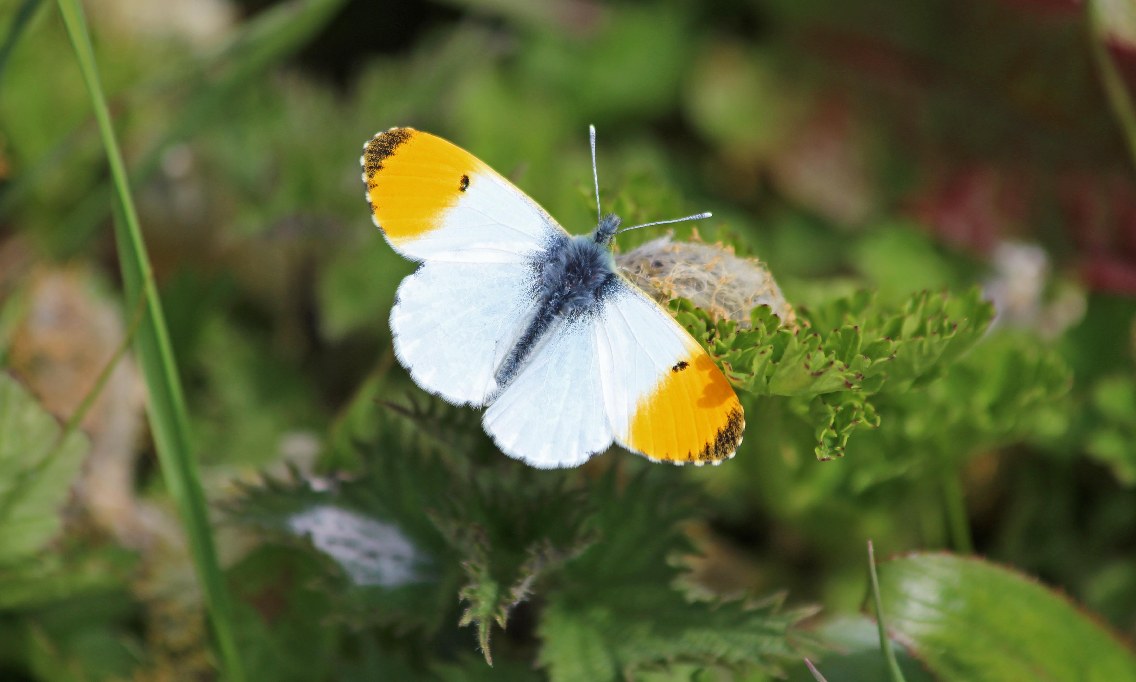 210414 orange-tip