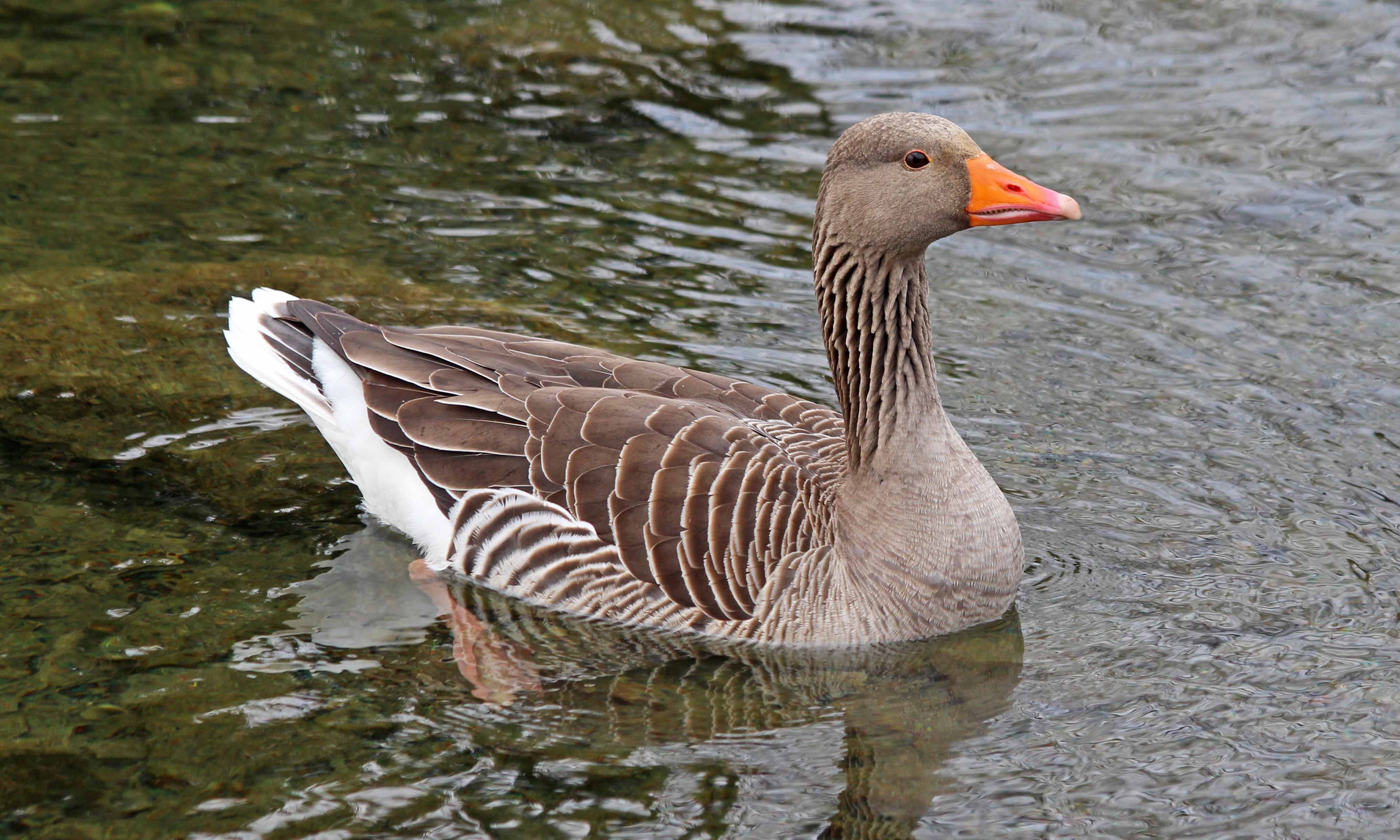 210415 greylag geese (1)