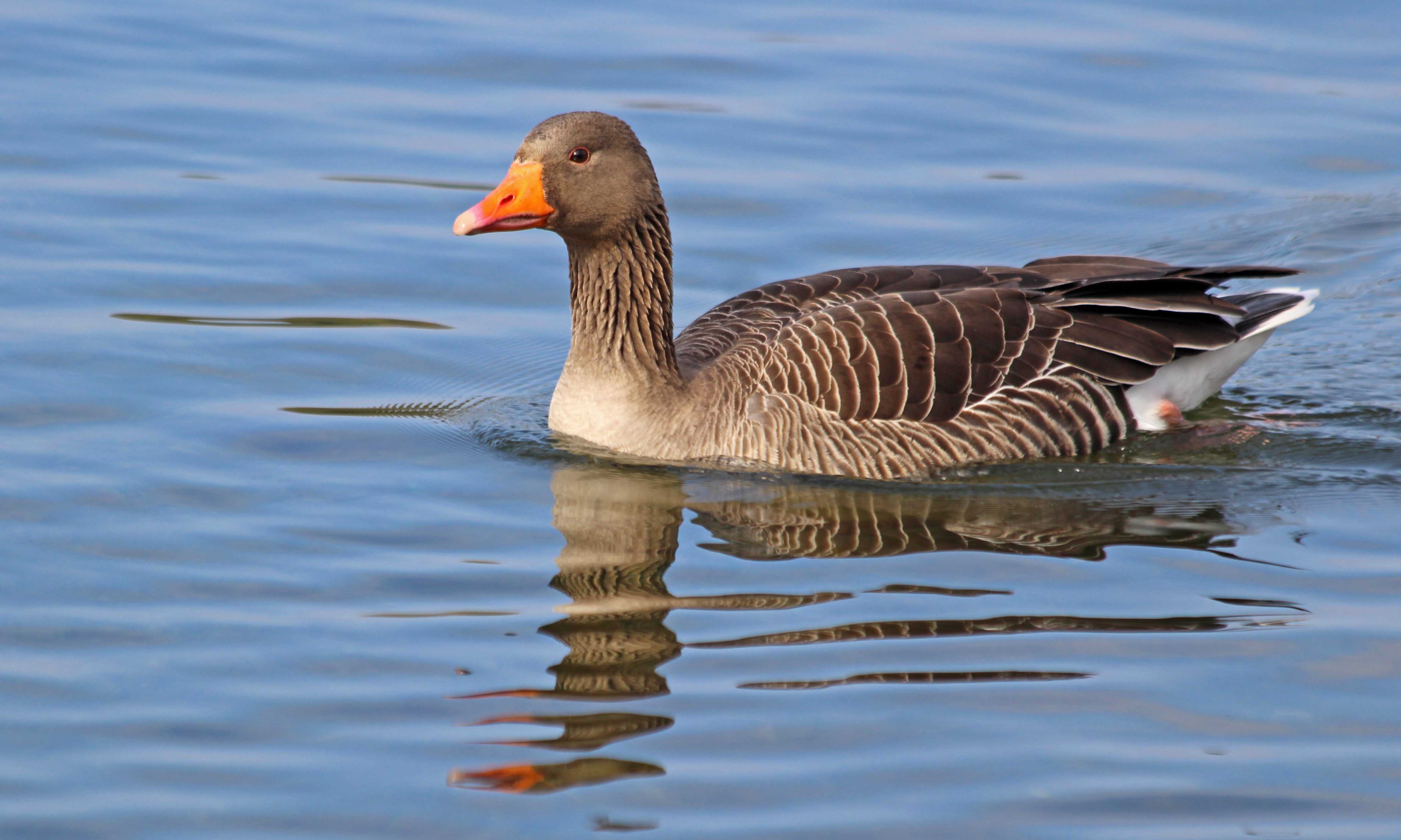 210415 greylag geese (2)