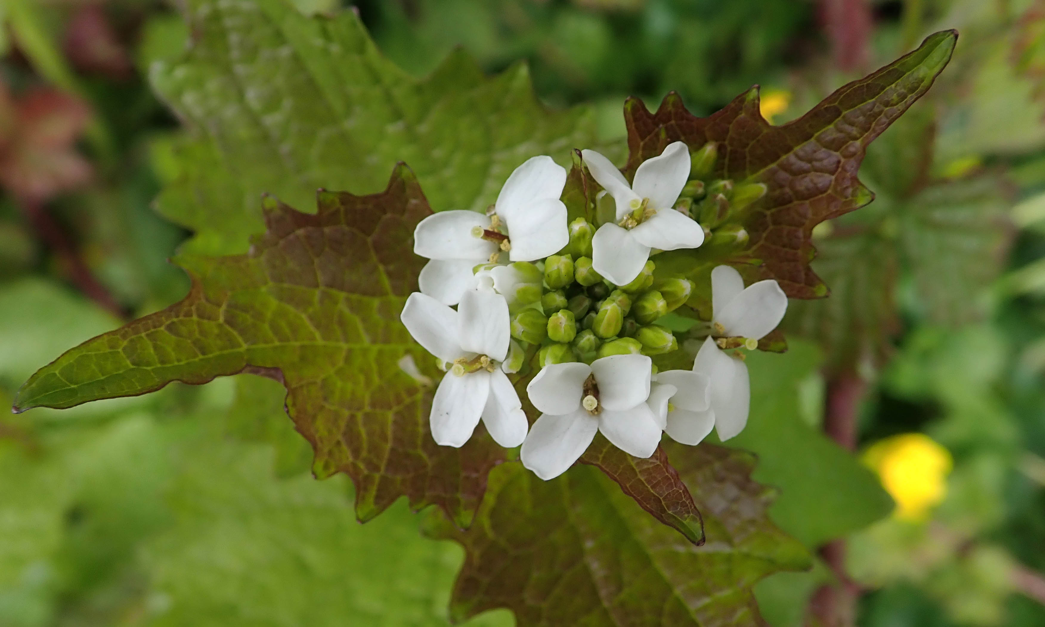 210416 garlic mustard