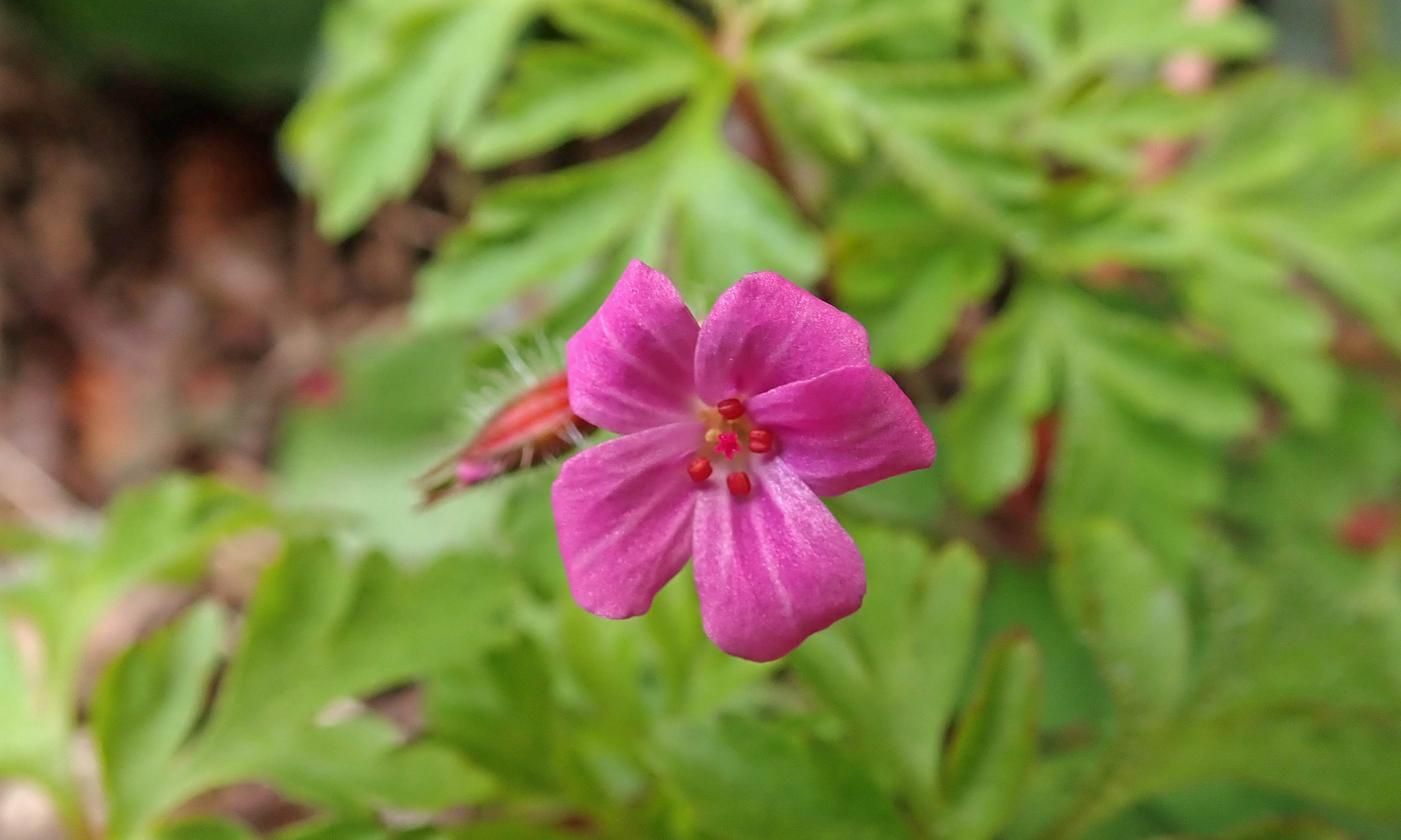 210416 herb robert