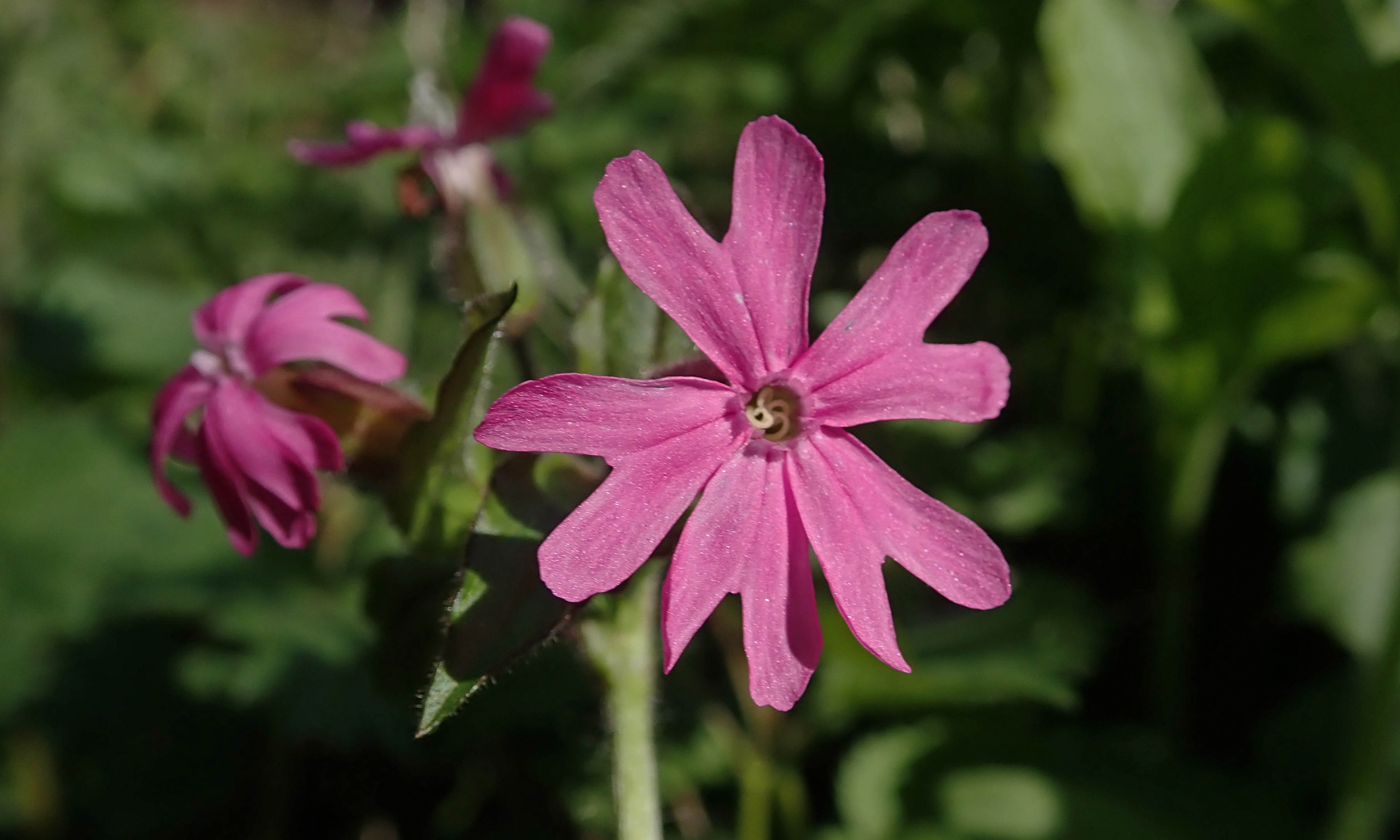 210416 red campion