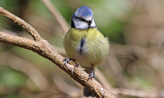210419 blue tit (2)