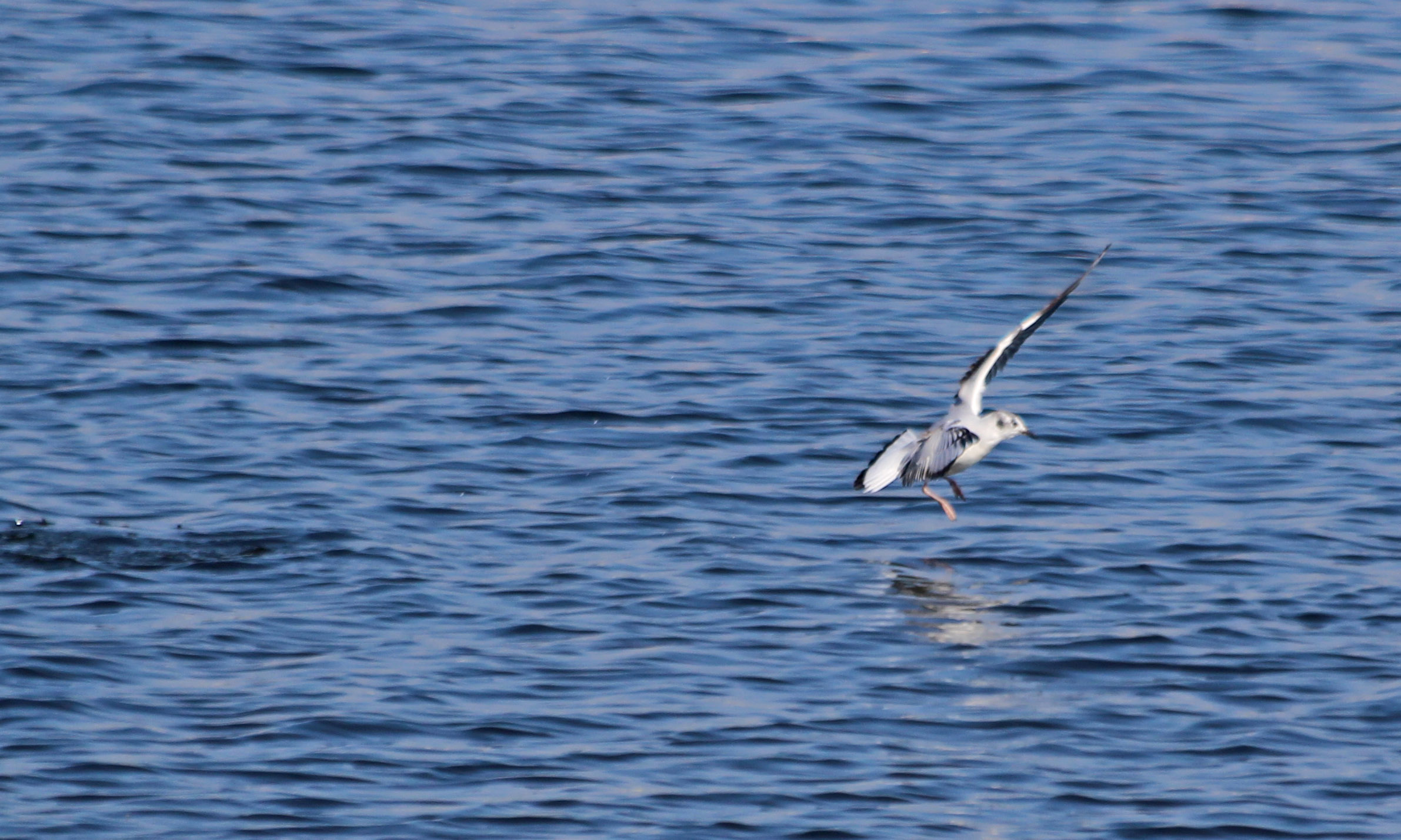 210420 bonapartes gull (1)